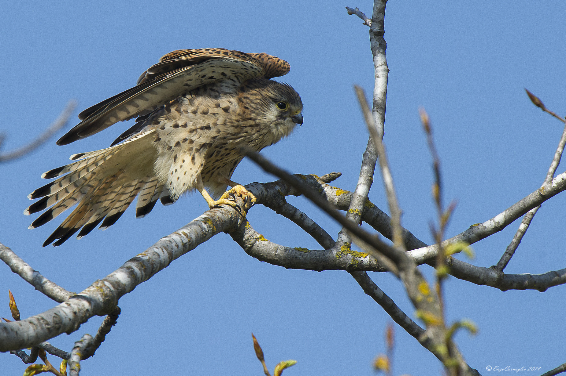 Kestrel
