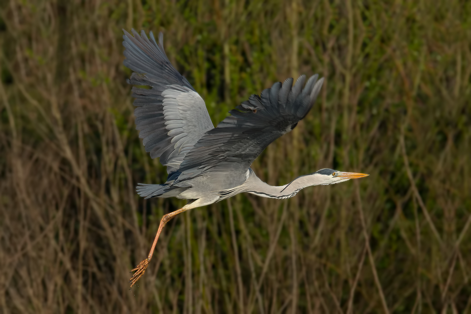 The Flight of the Heron