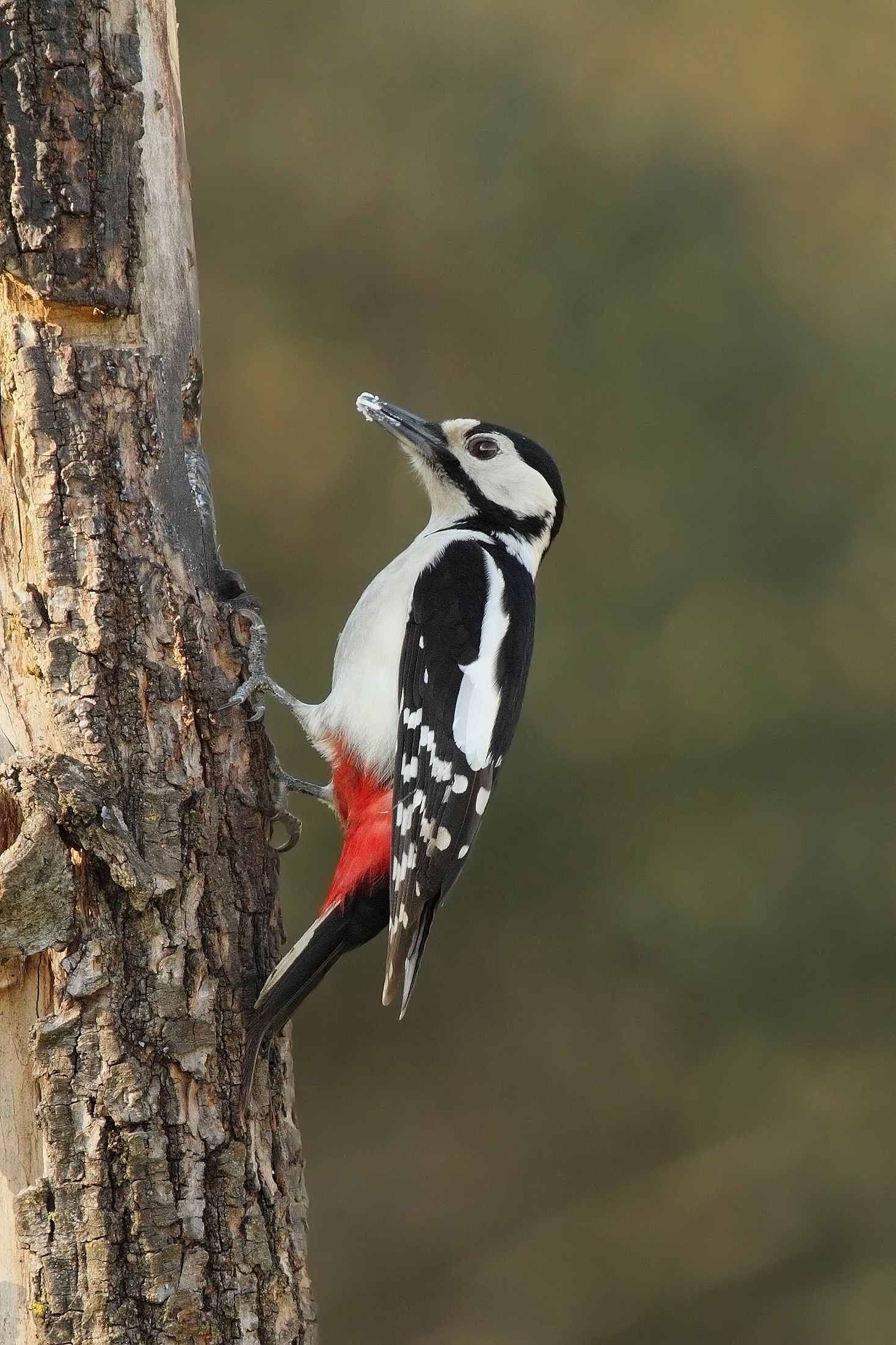 Woodpecker