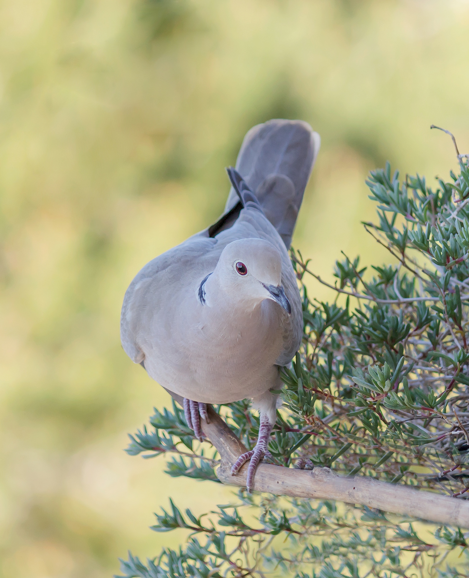 Tortora dal collare...