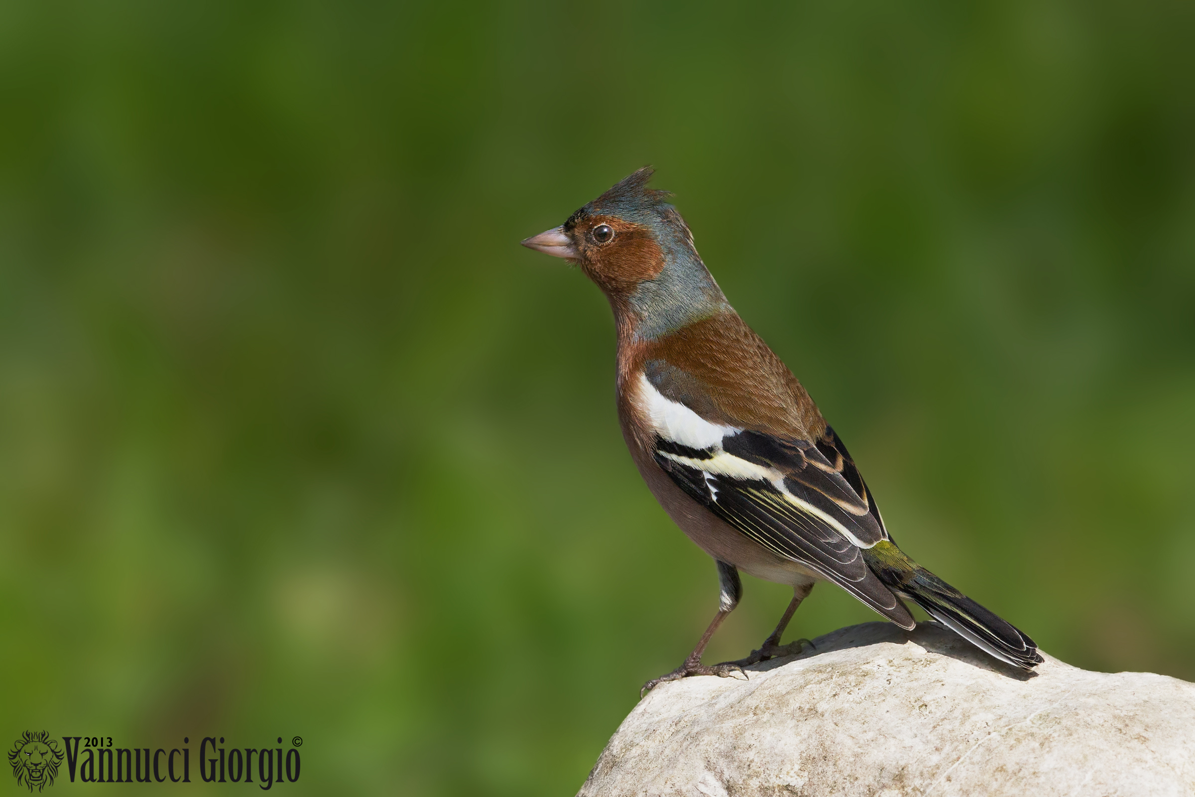 Chaffinch forelock