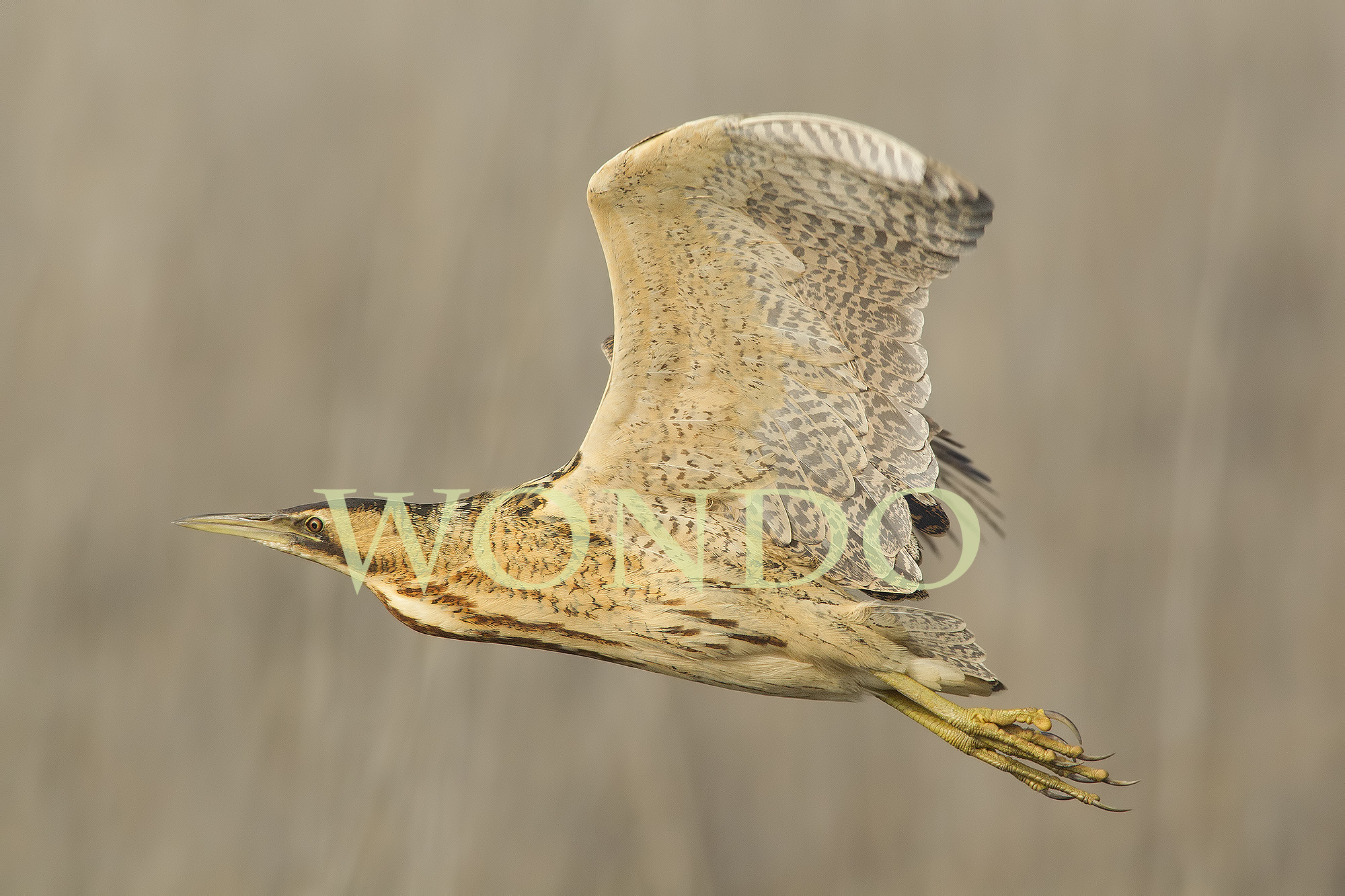 Bittern in flight