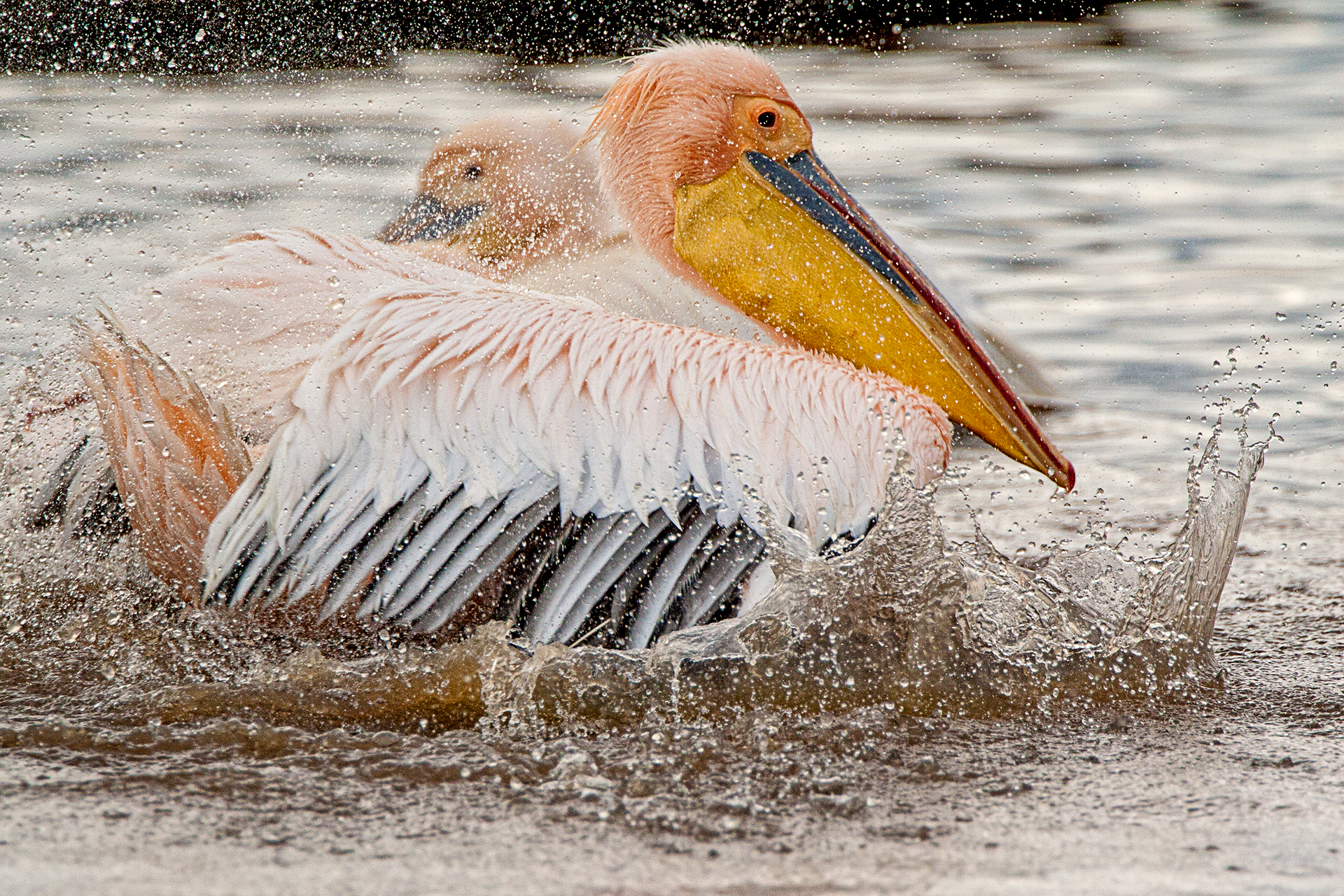 Pelican Nakuru