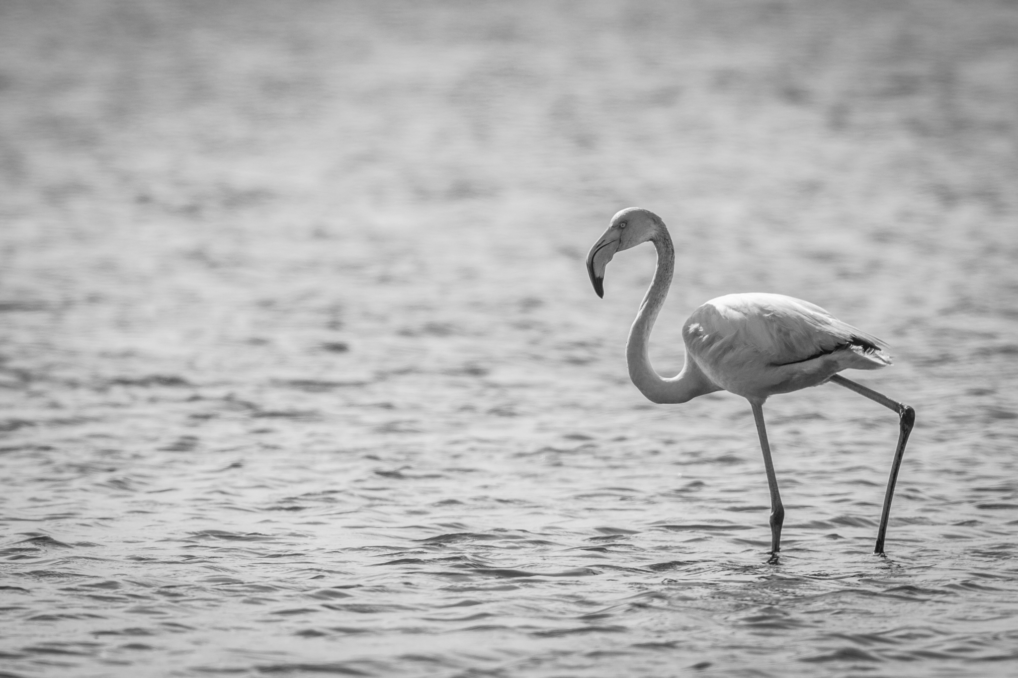 Flamingo b & w
