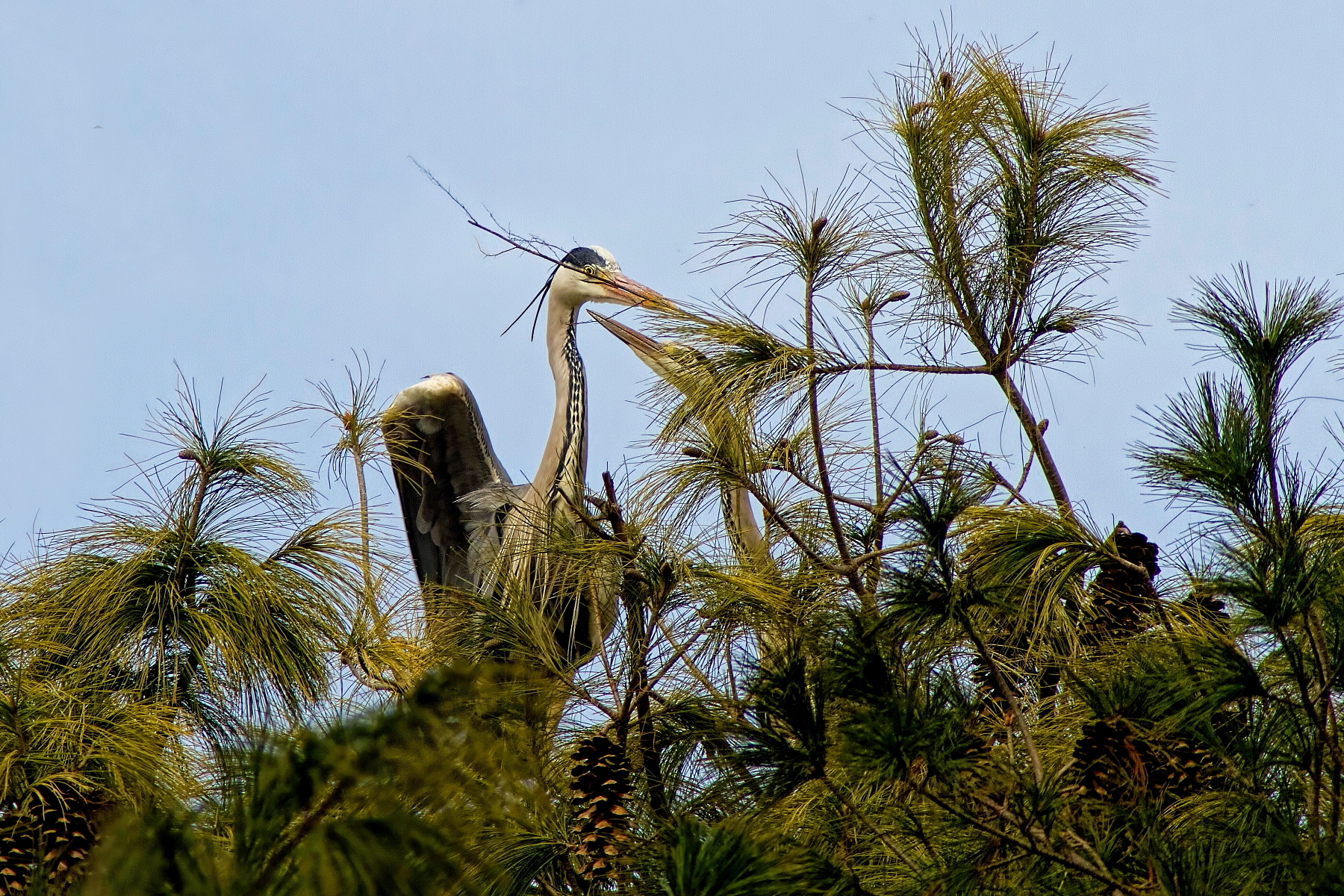 Airone cenerino:Il Dono