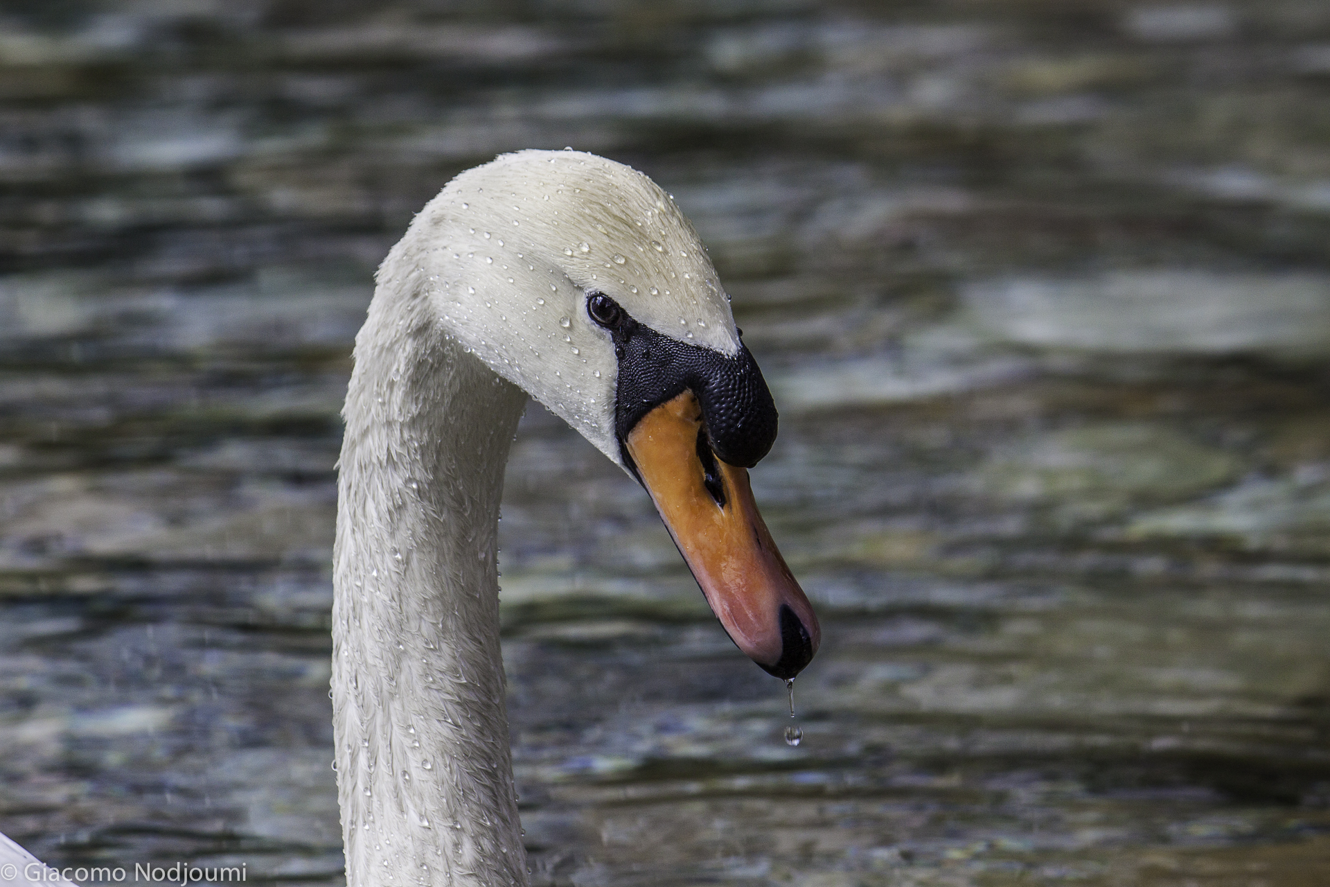 Swan