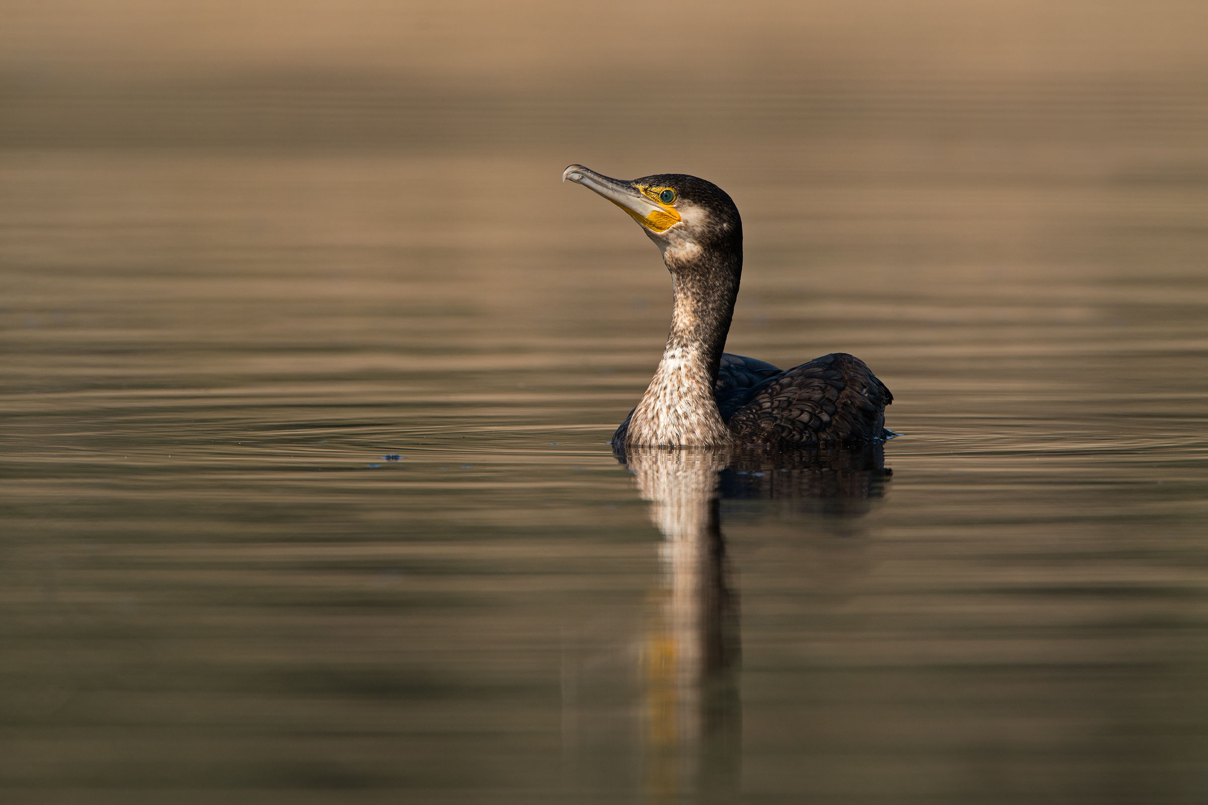 cormorano