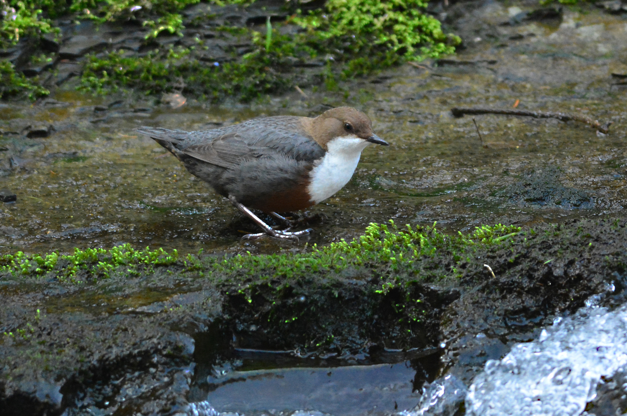 merlo acquaiolo ,mi mancava