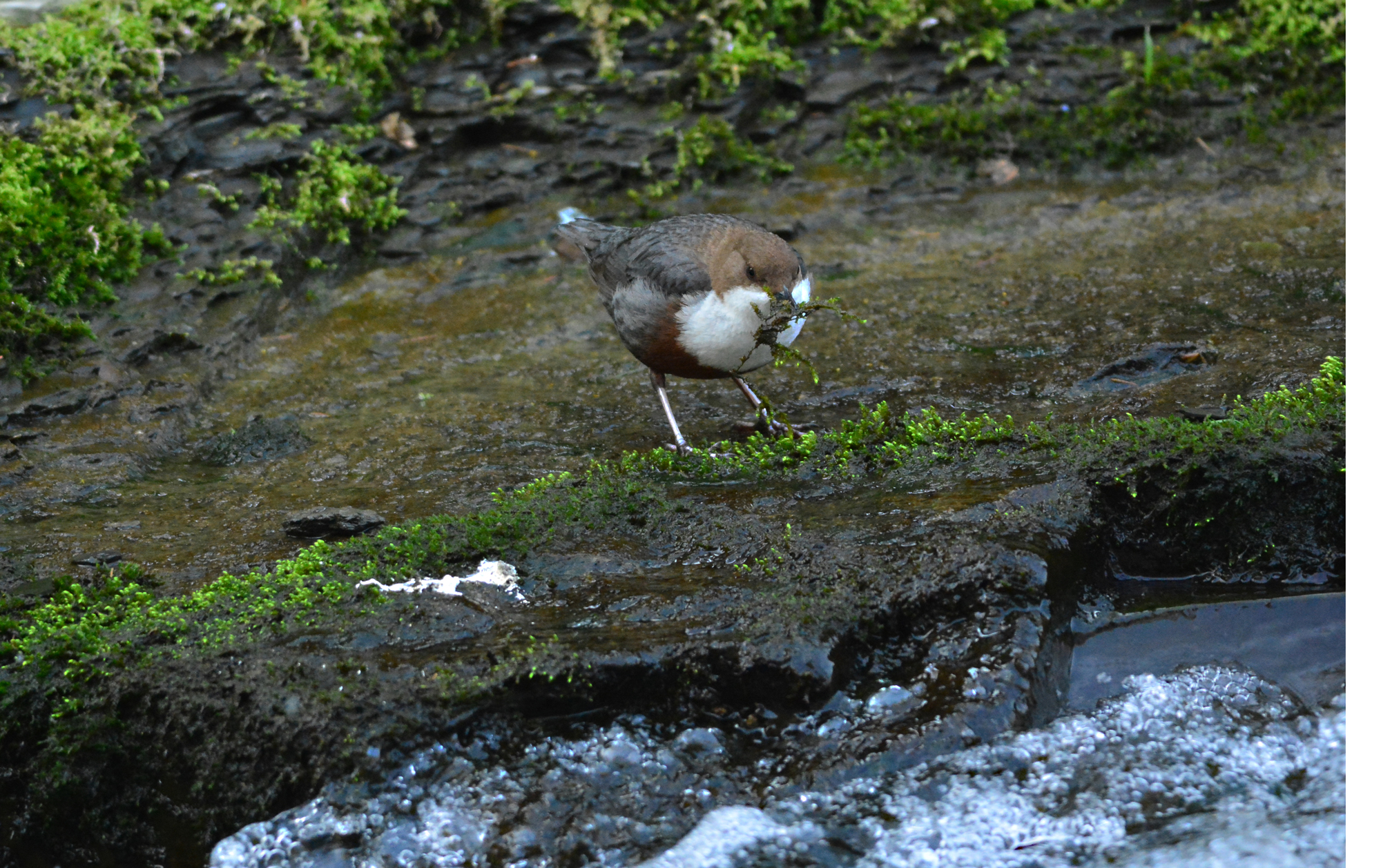 merlo acquaiolo , prepara il nido