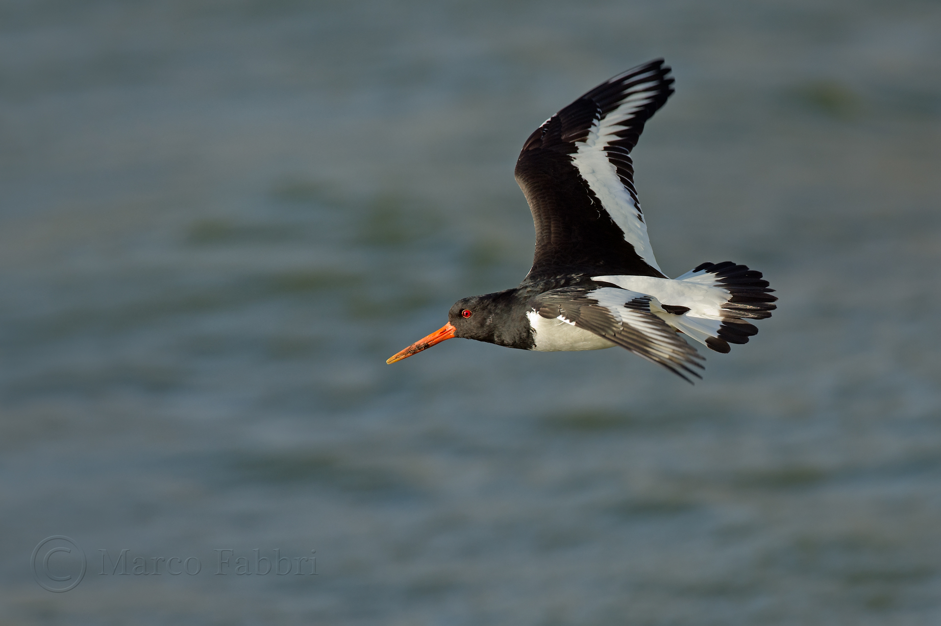 Oystercatcher in flight 1