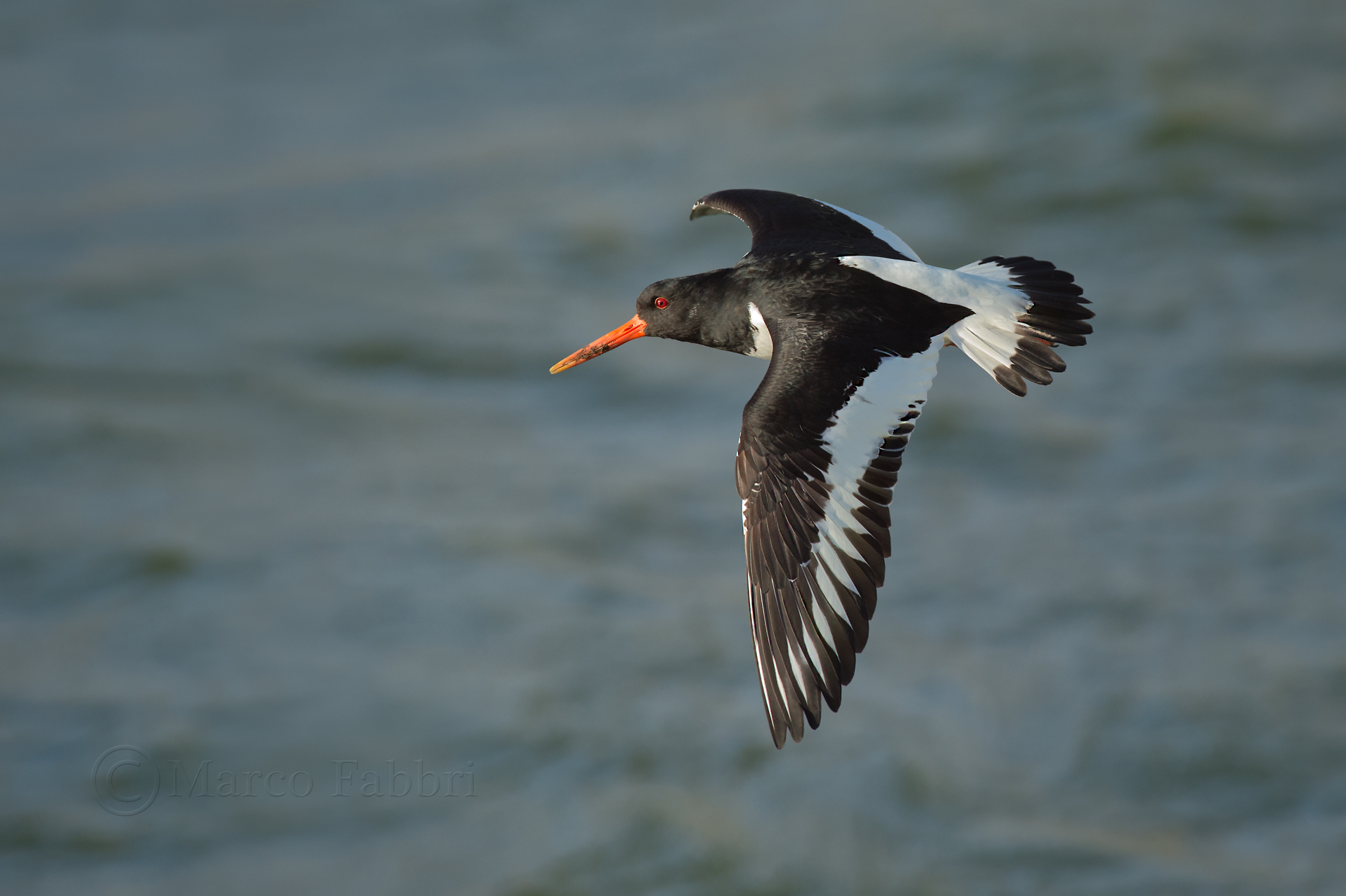 Oystercatcher in flight 2