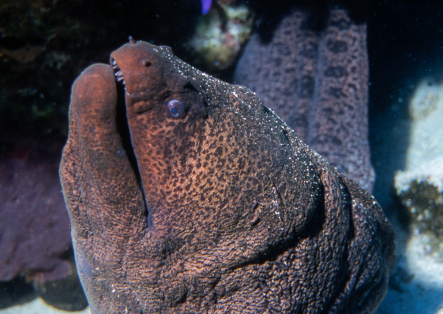 gymnothorax javanicus