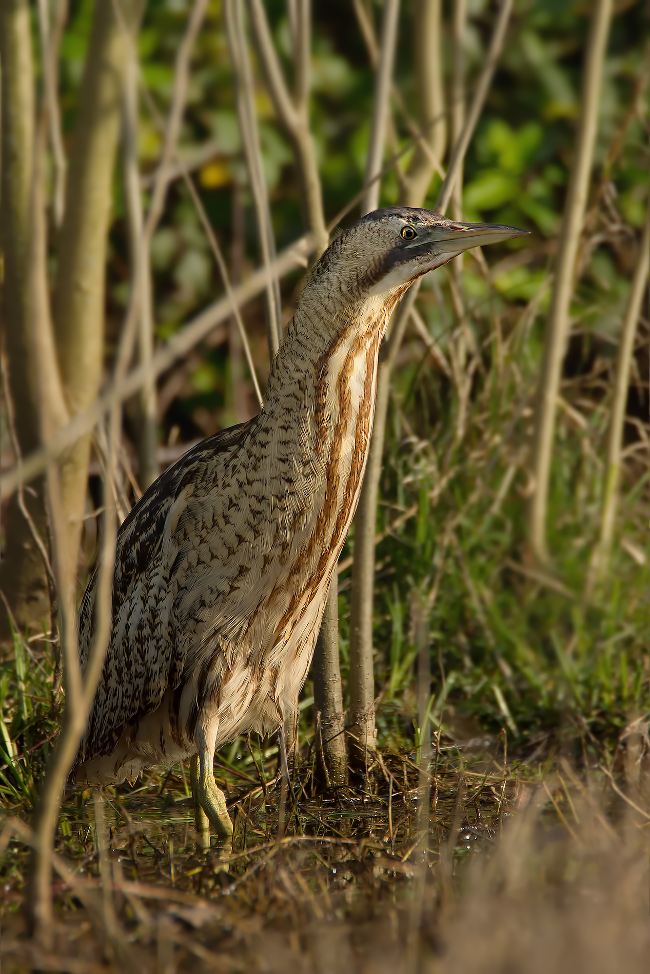 Bittern careful ....