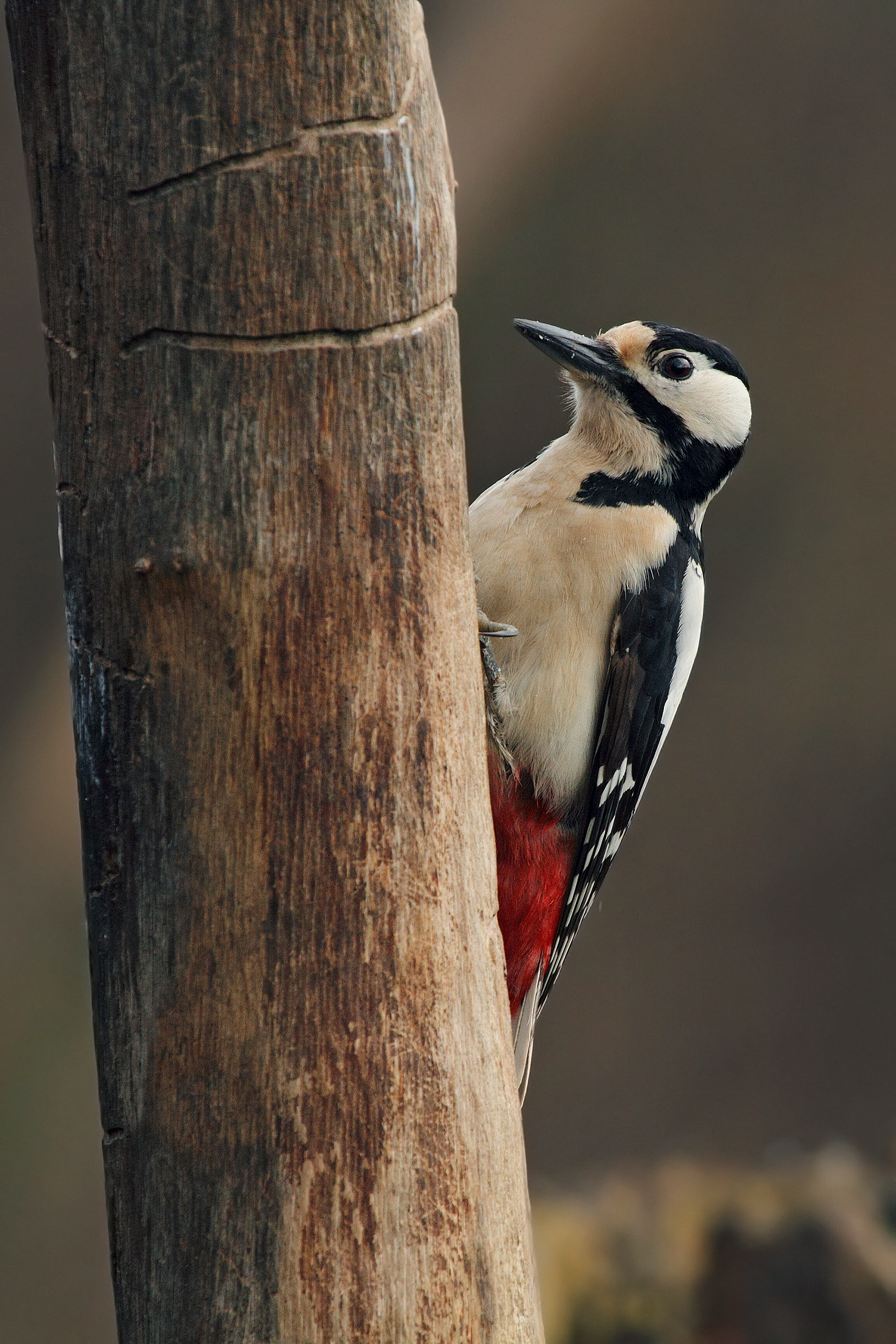 Woodpecker
