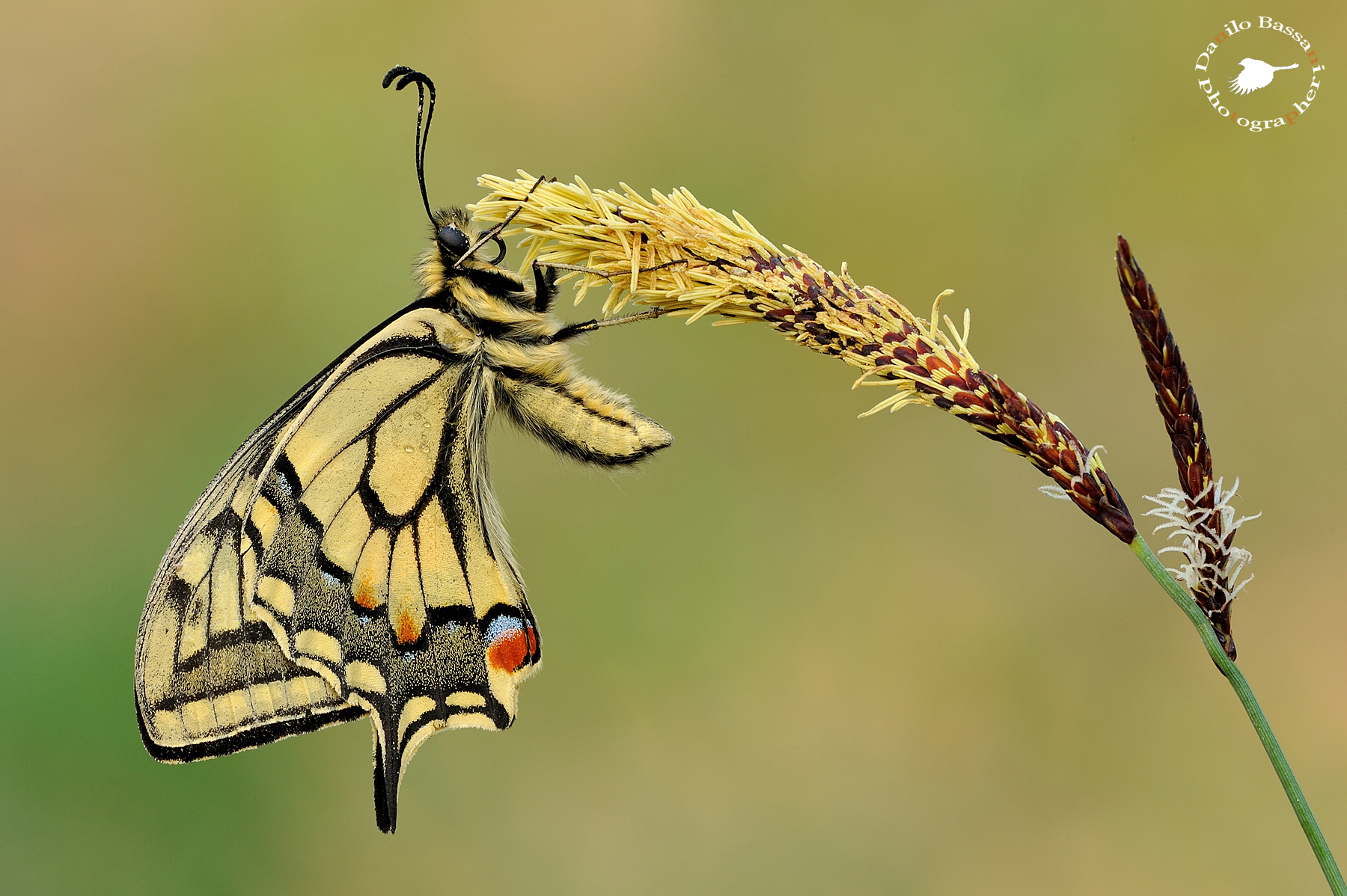 Machaon 2014