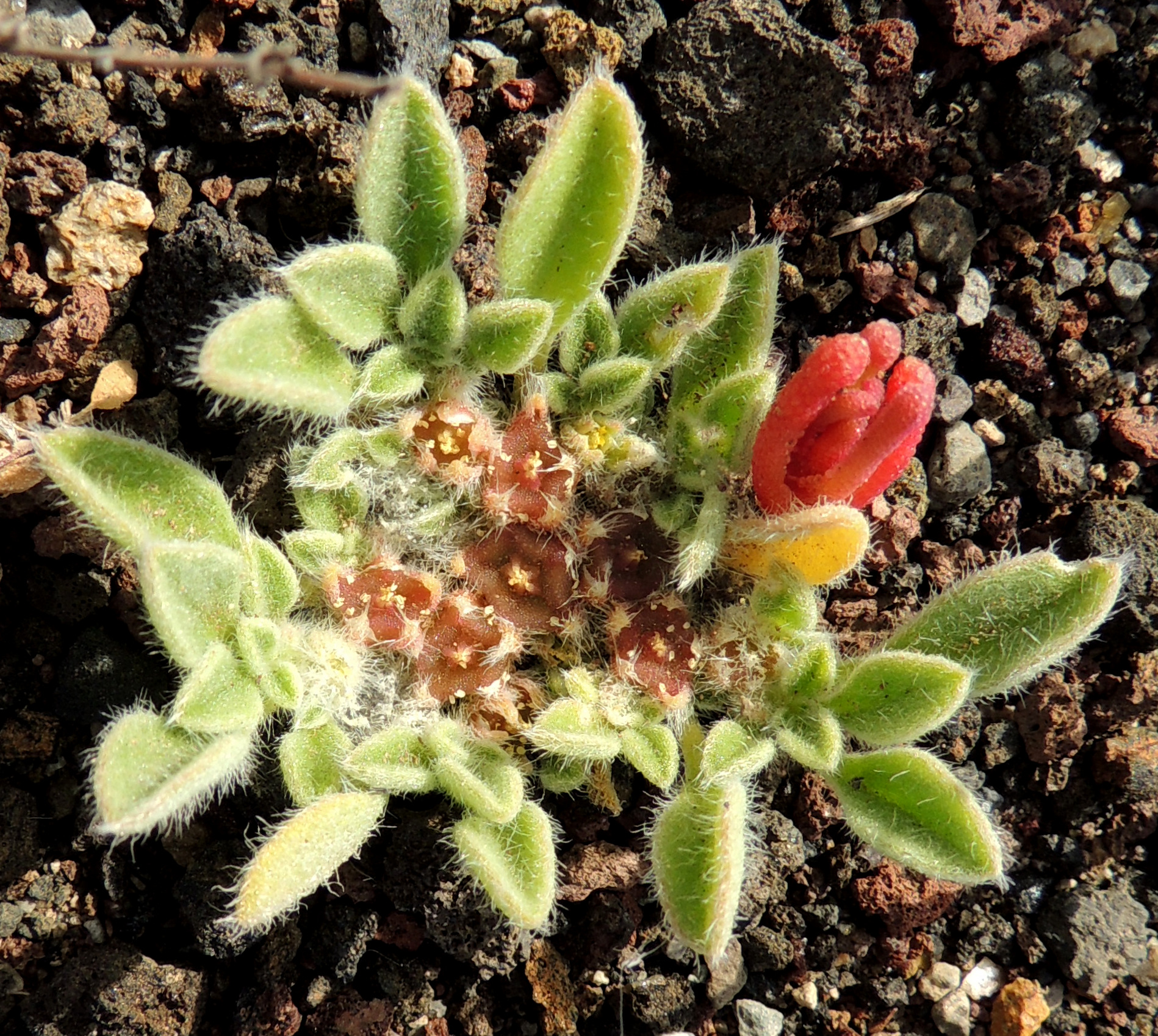 Tenerife-Malpais de la Rasca