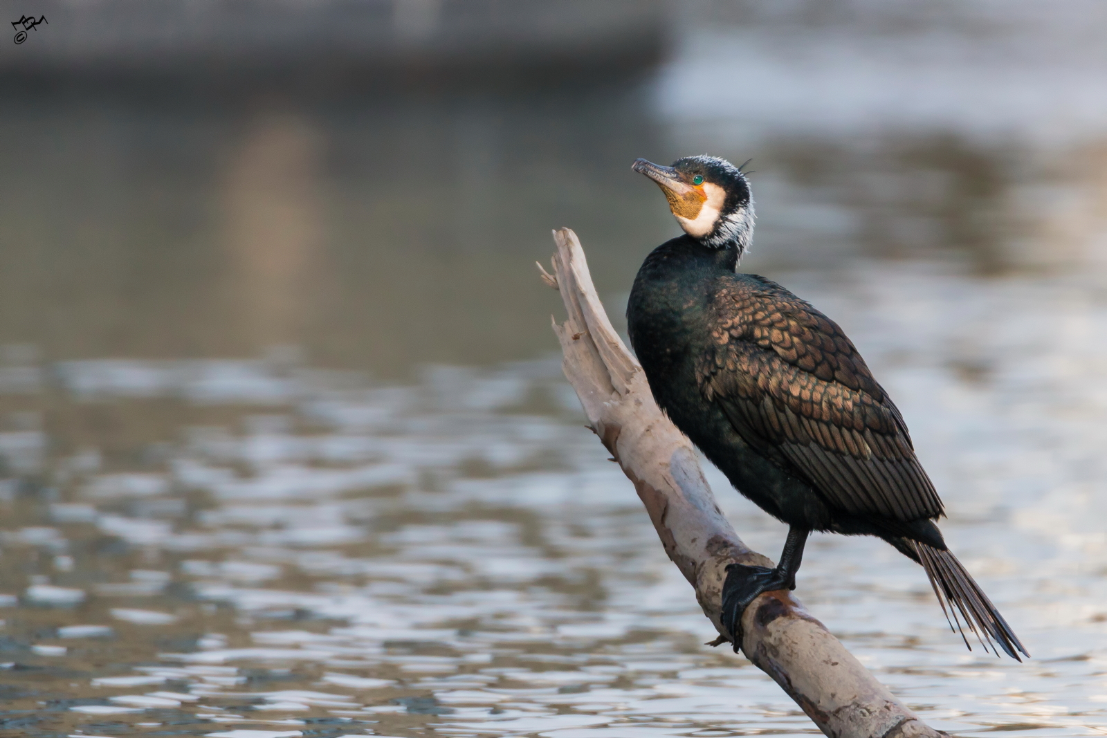 Usually the cormorant