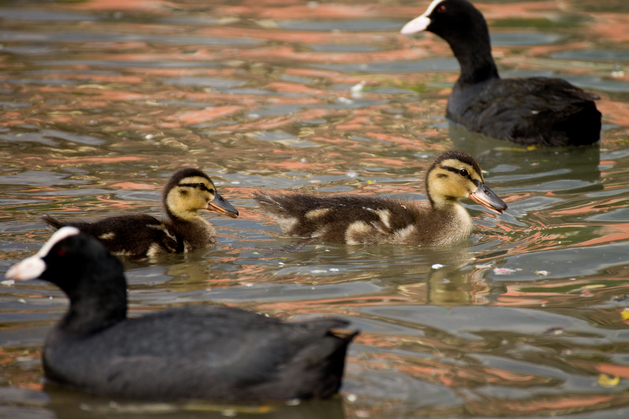 Traffico acquatico..