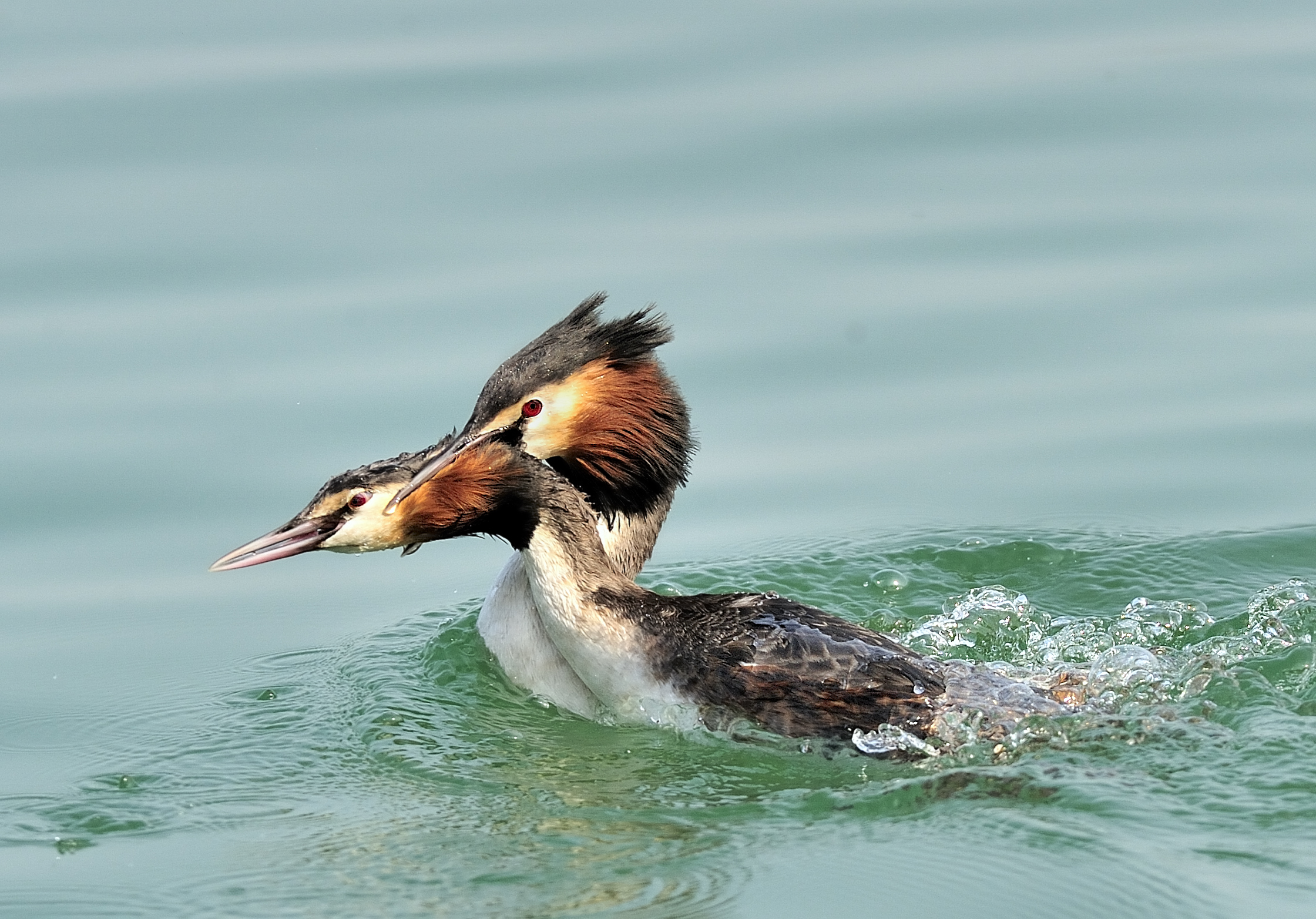 la legge del più forte