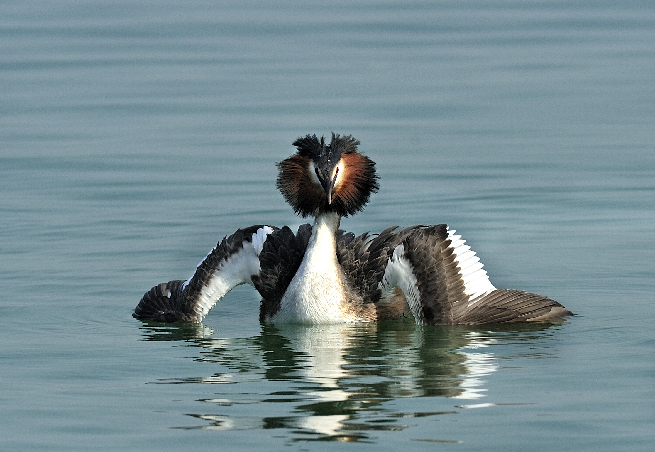 in tutto il mio splendore