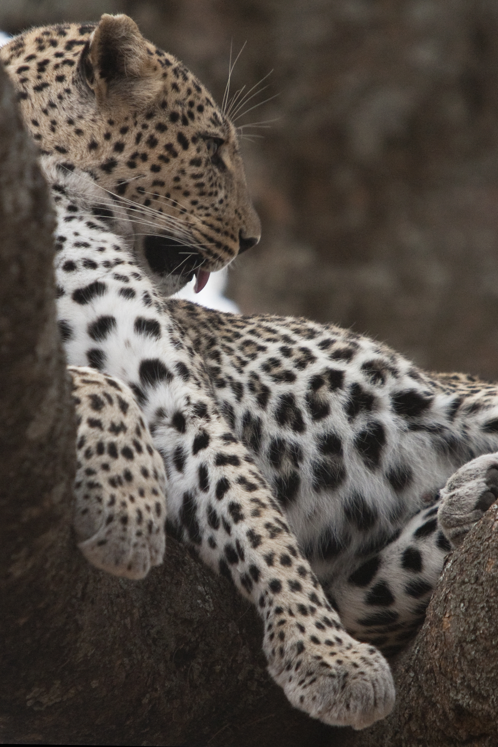 Leopardo - Serengeti - Tanzania