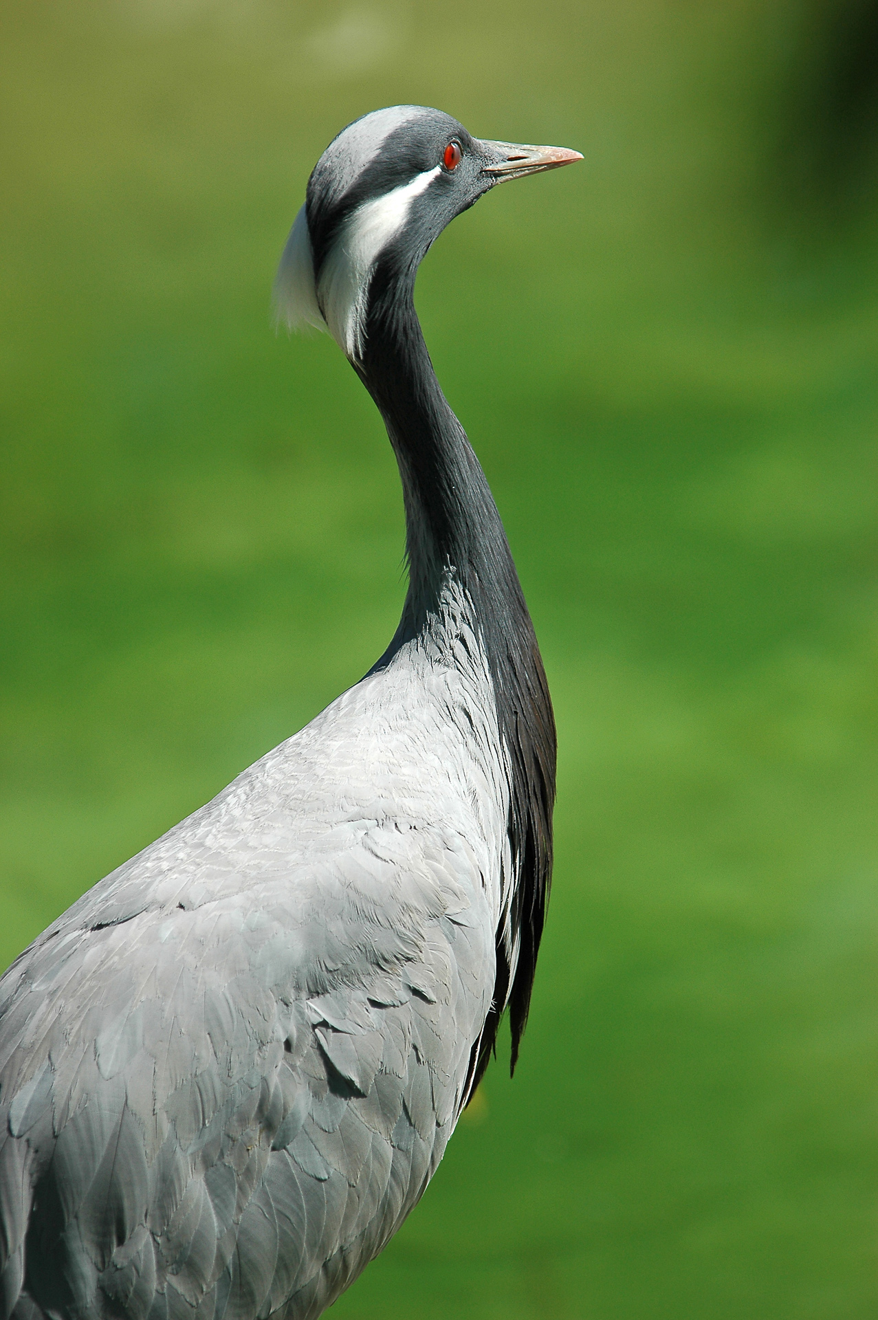 Damigella di Numidia