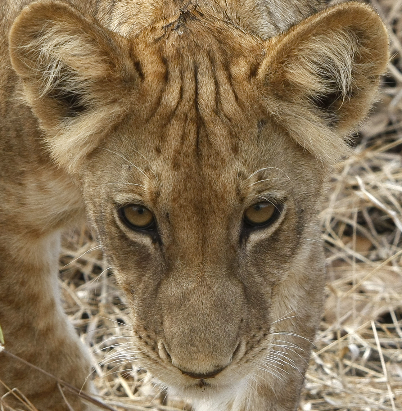 Quegli occhi.. - selous - Tanzania