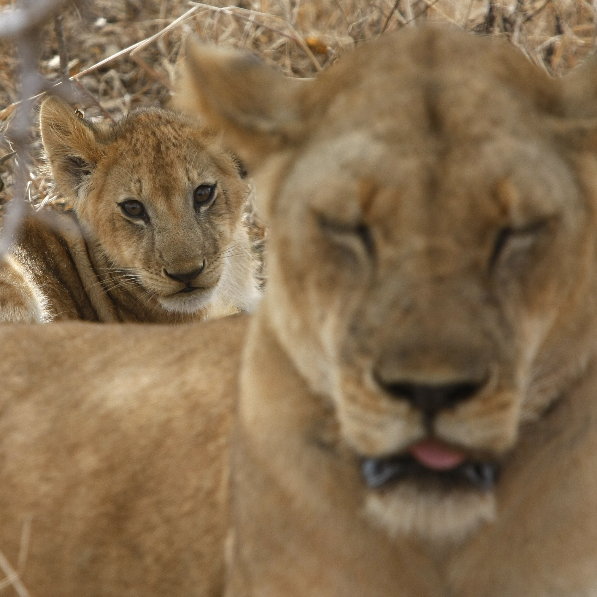 Leoni - Selous - Tanzania