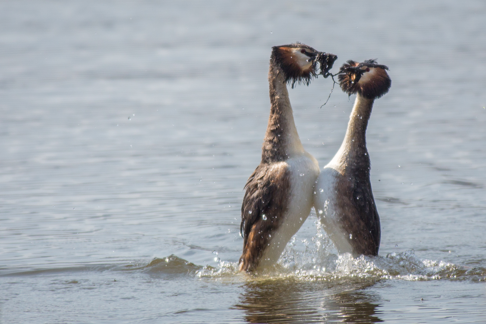 The dance of the loons