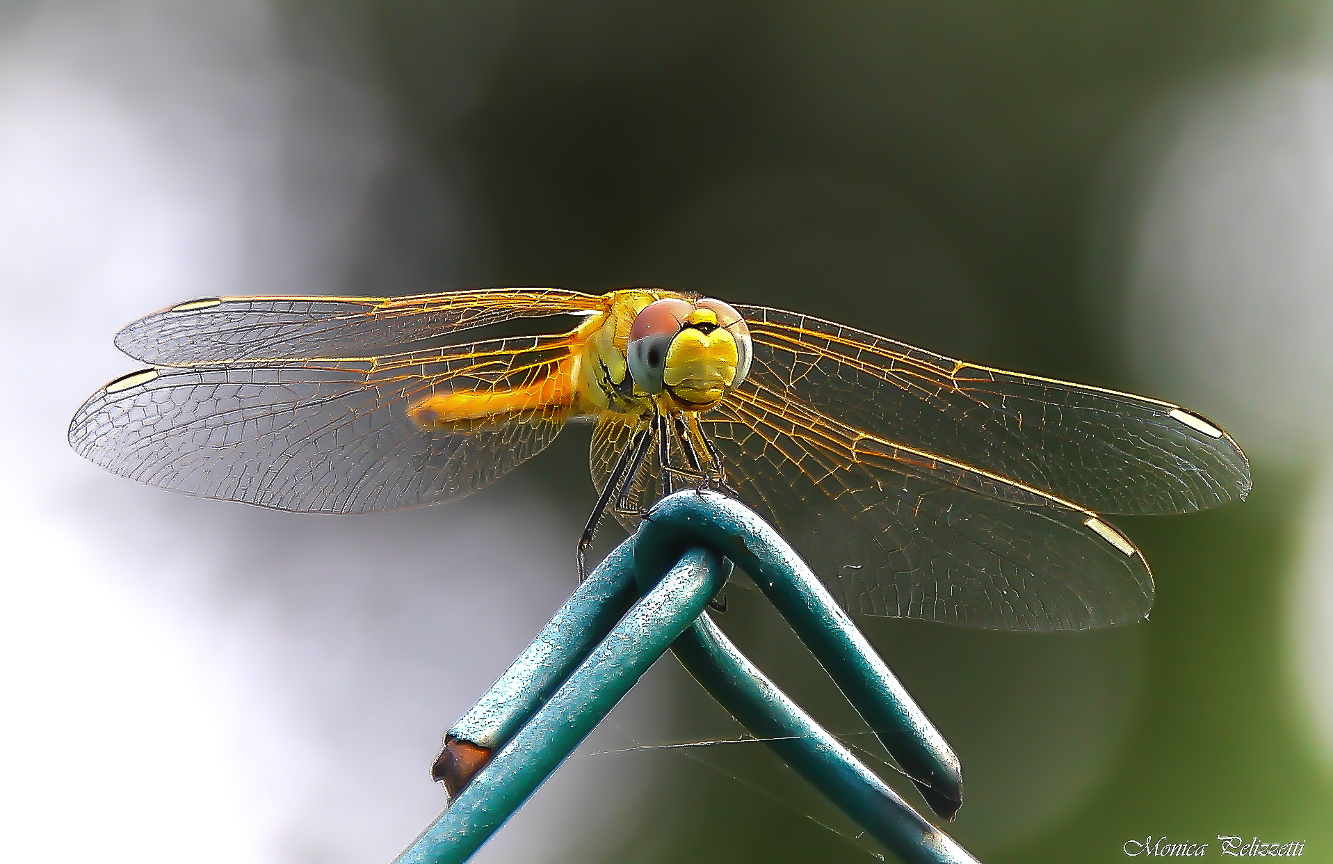 dragonfly