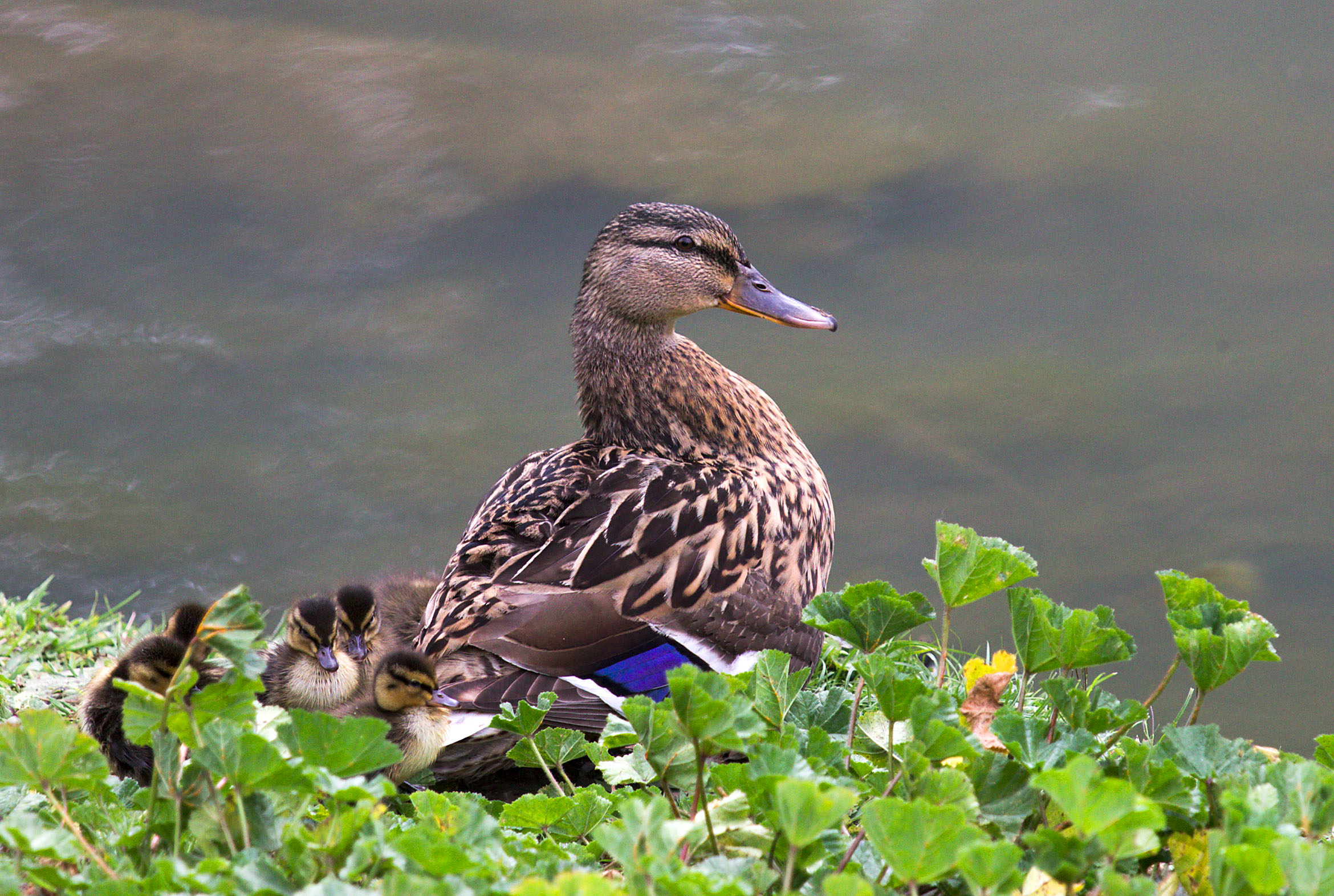che bella famigliola