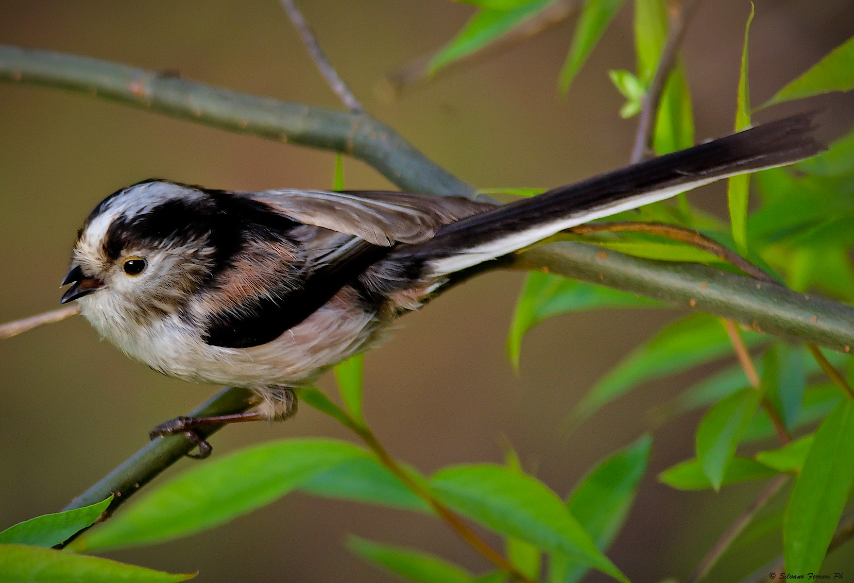 Long-tailed Tit singing