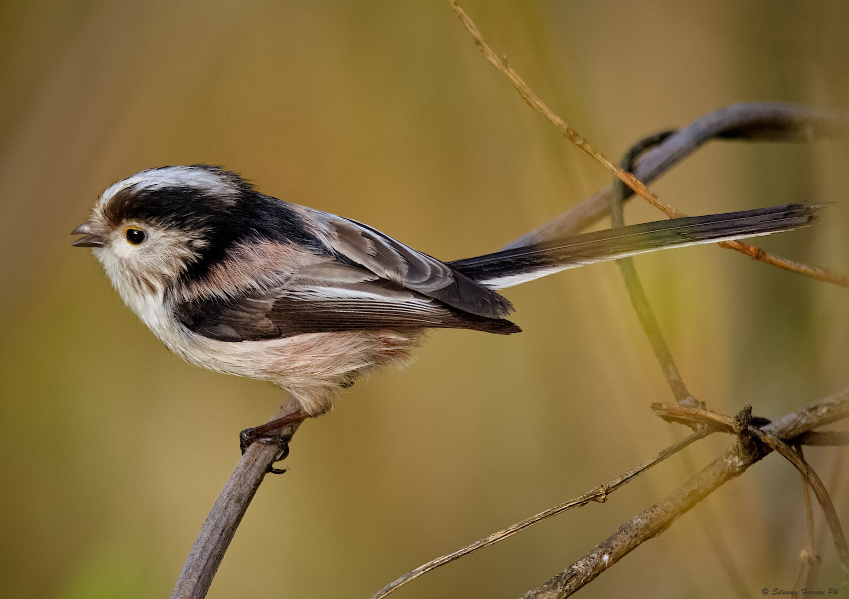Long-tailed Tit singing