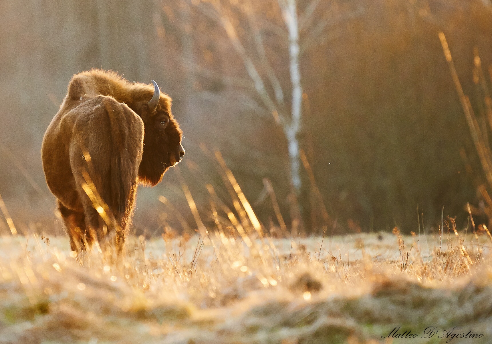 European Bison