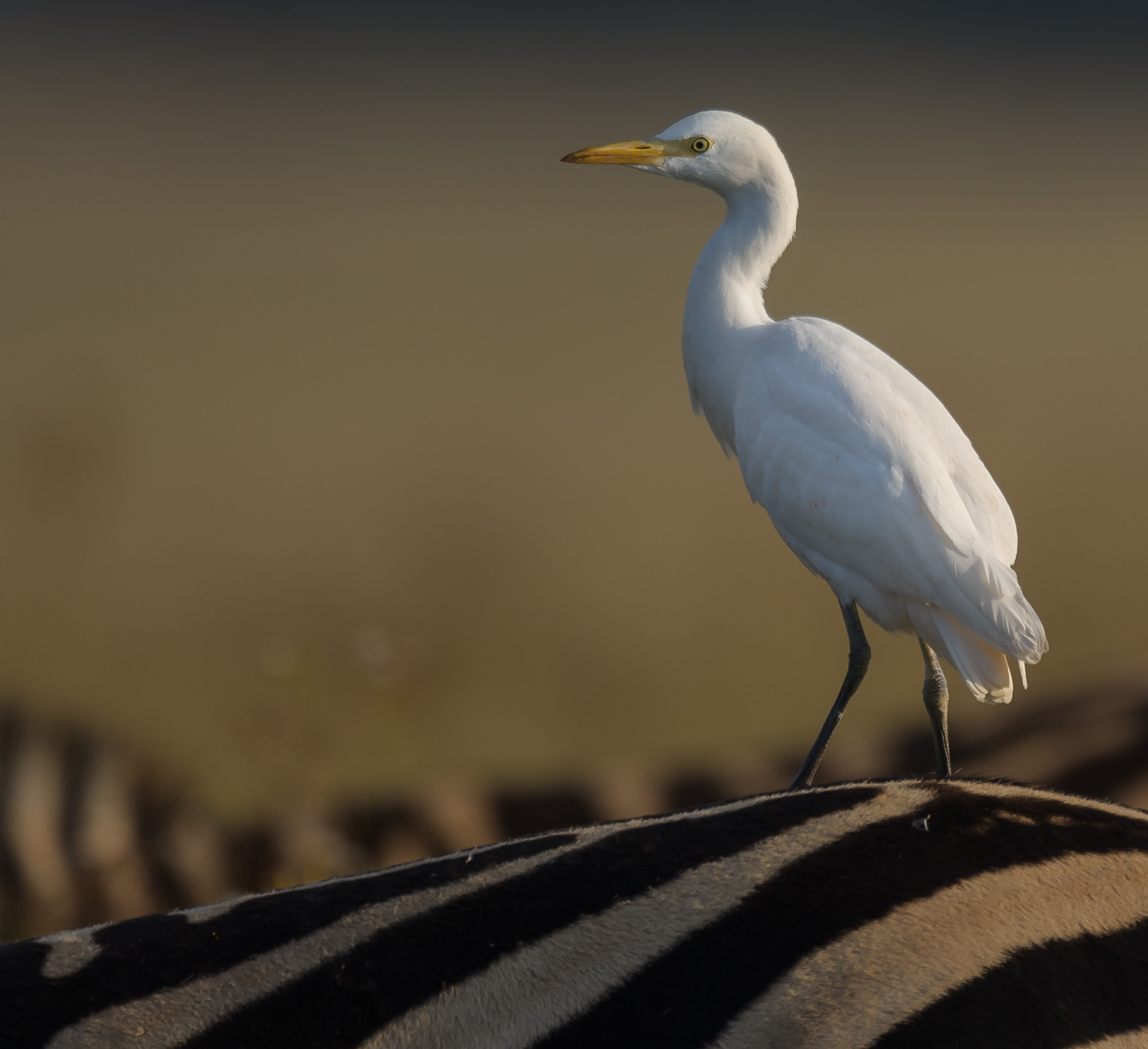Cattle Egret