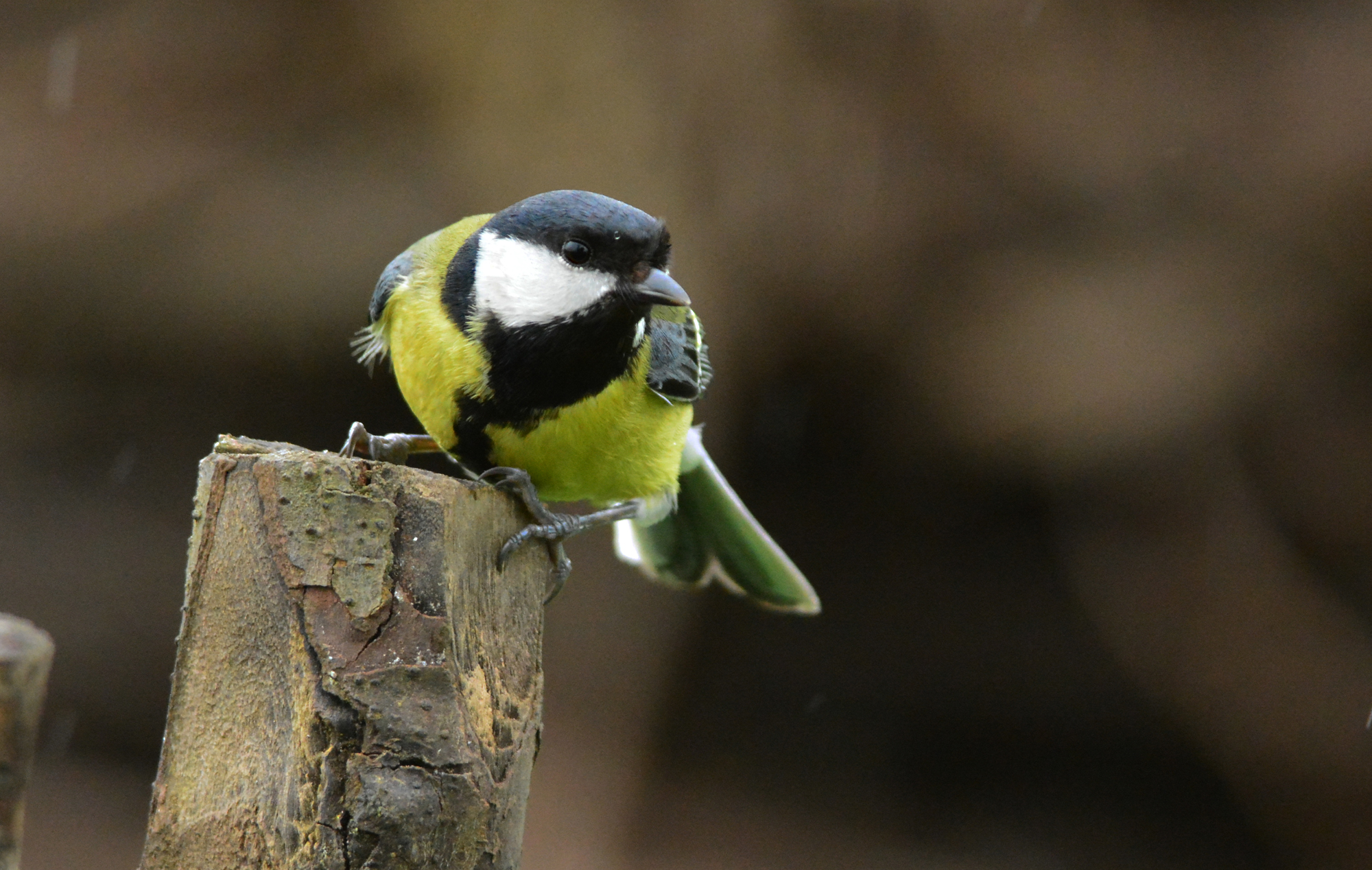 cinciallegra allarmata e sotto la pioggia
