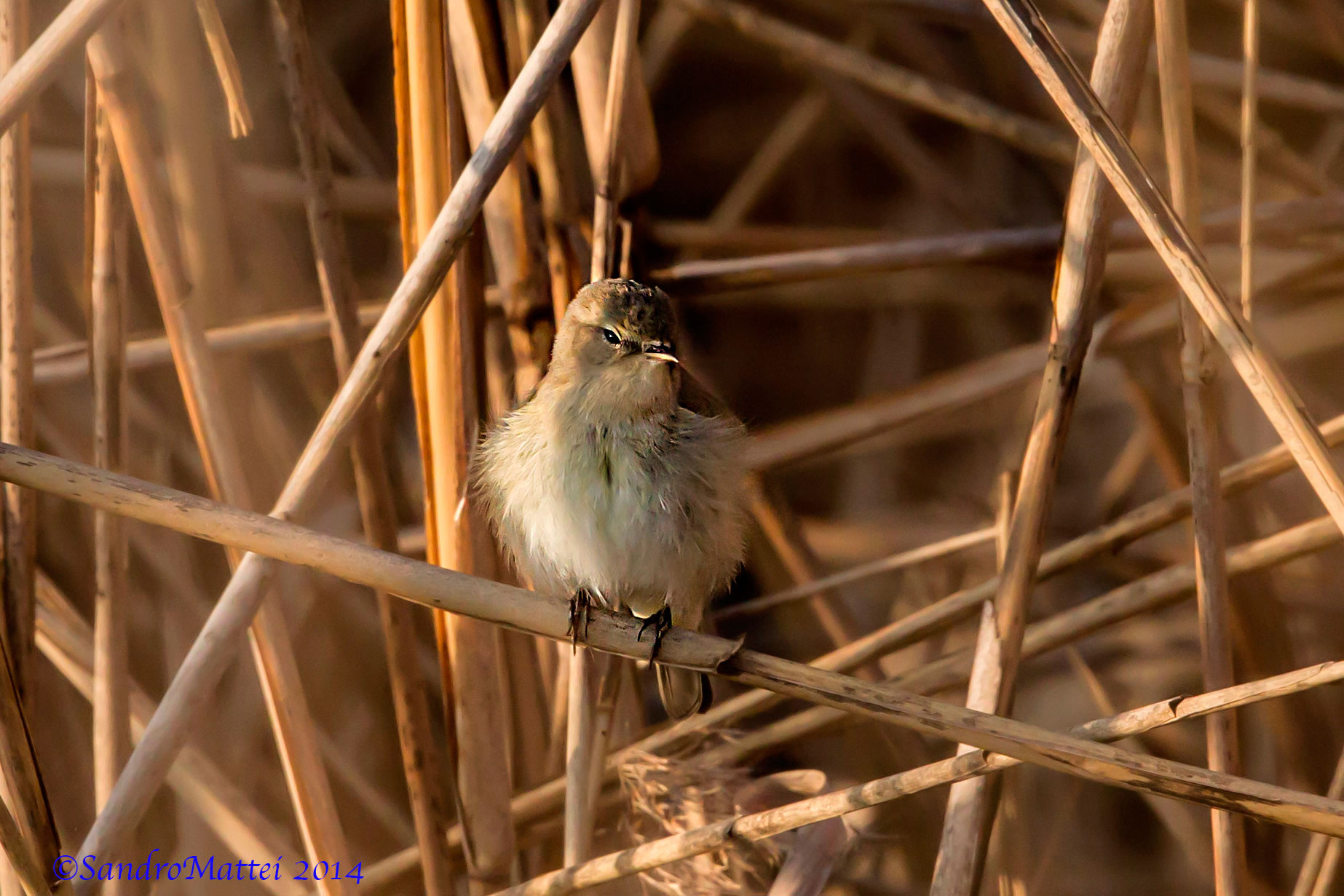 Zitting Cisticola disheveled .......