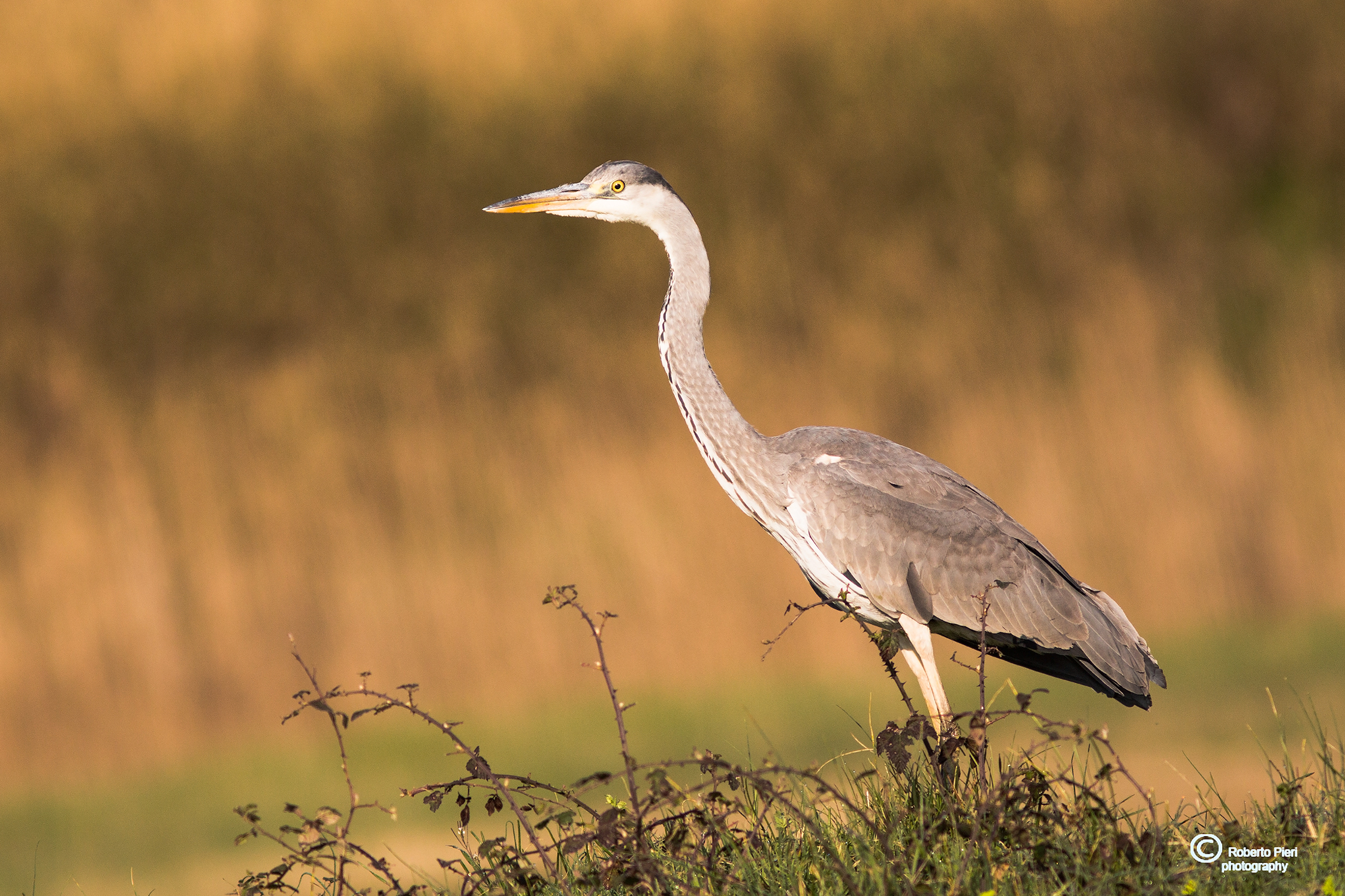 Grey Heron