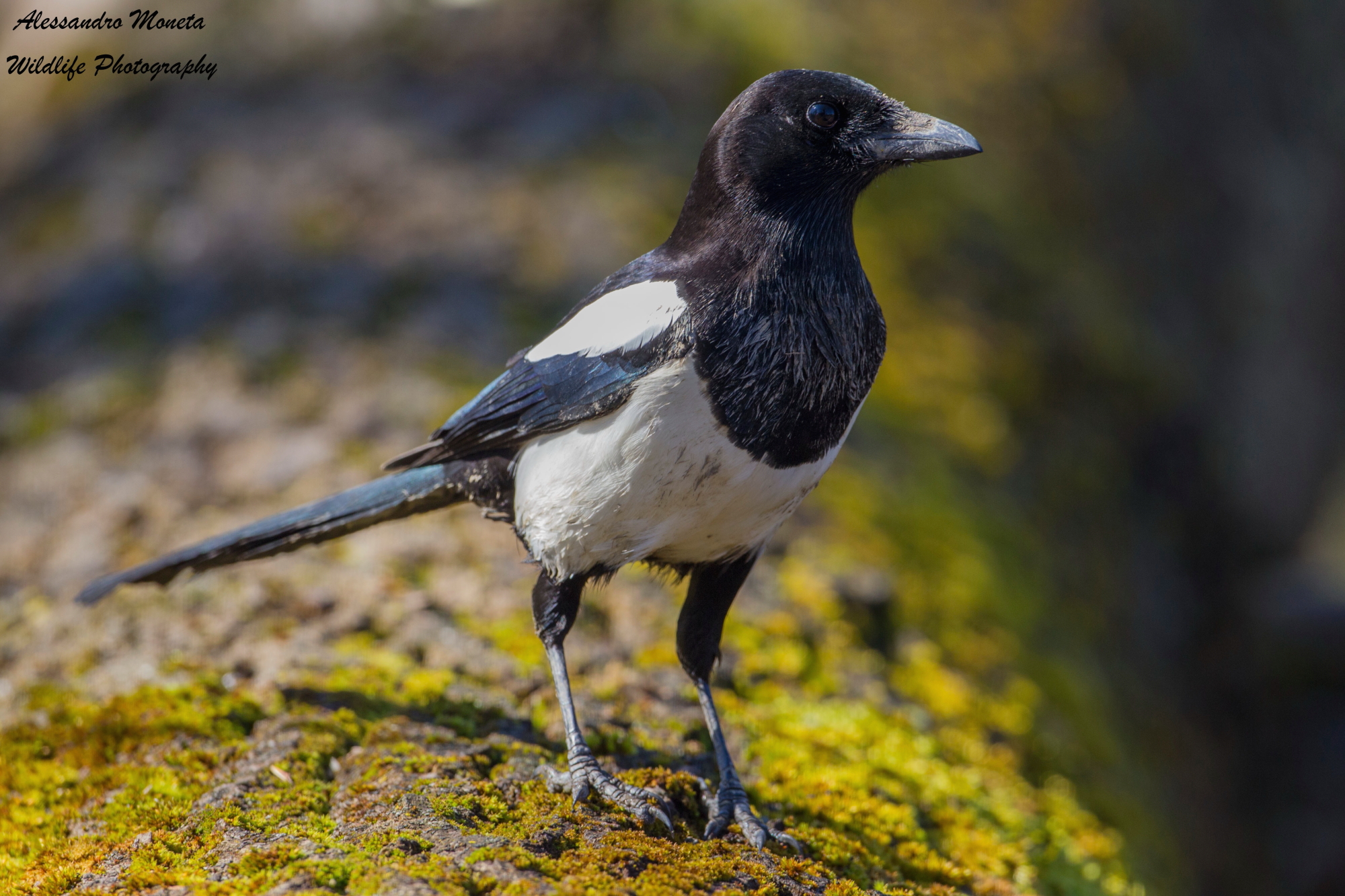Magpie