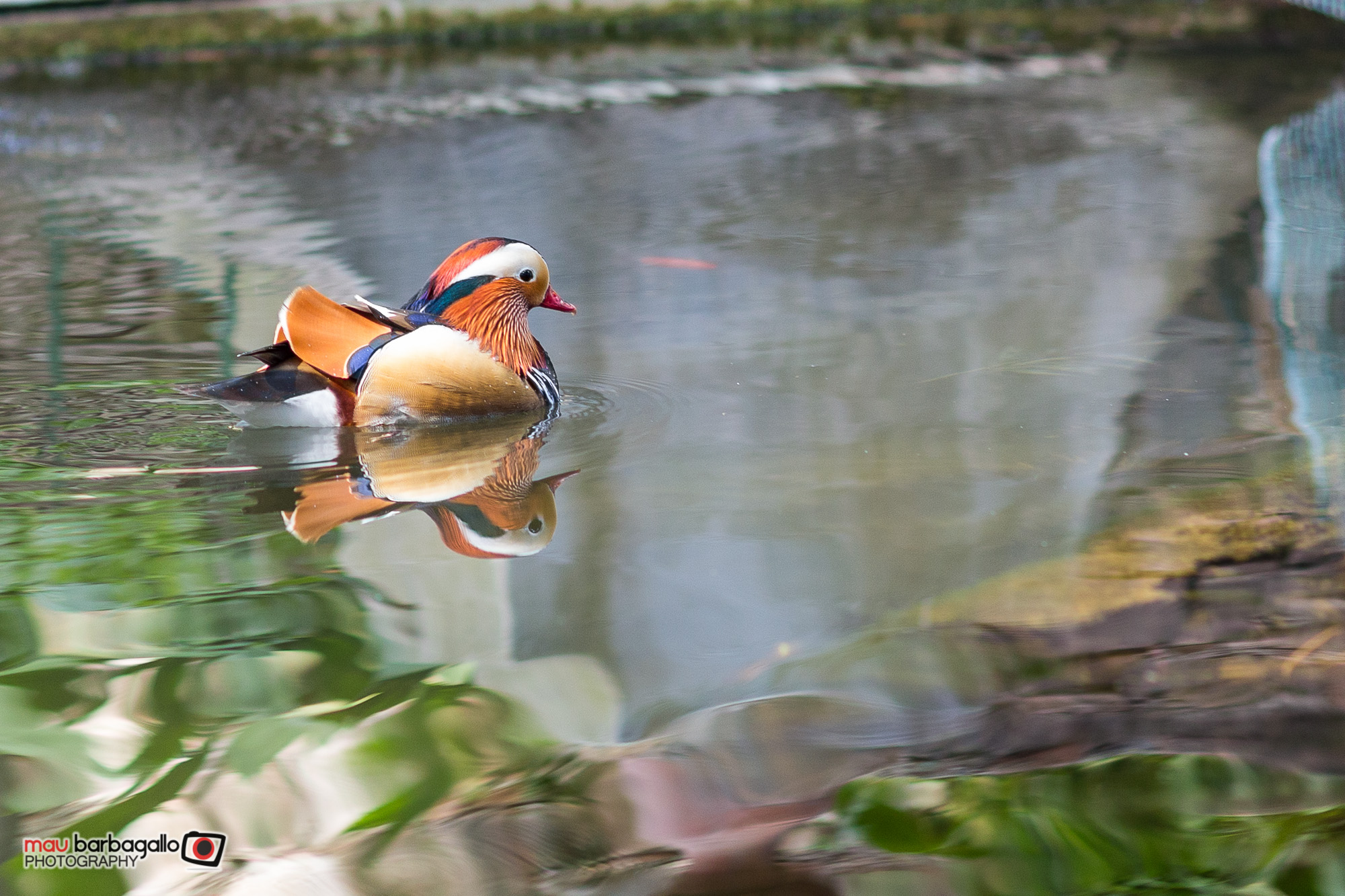 un simpatico ospite del giardino pubblico di Taormina..