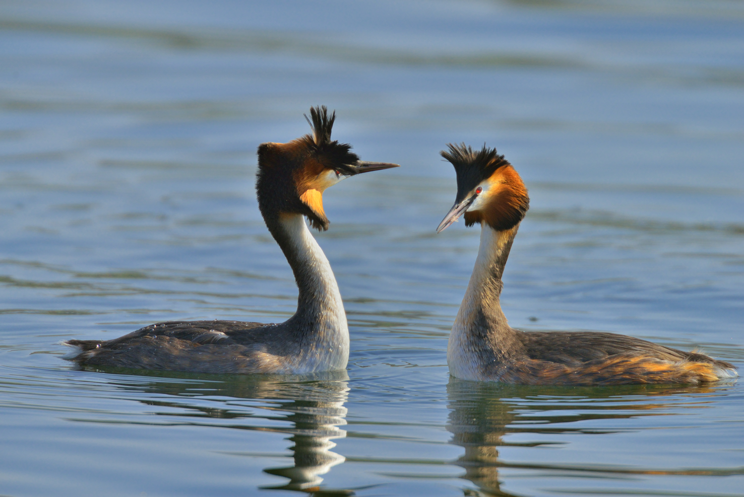 Ti piace il mio ciuffo
