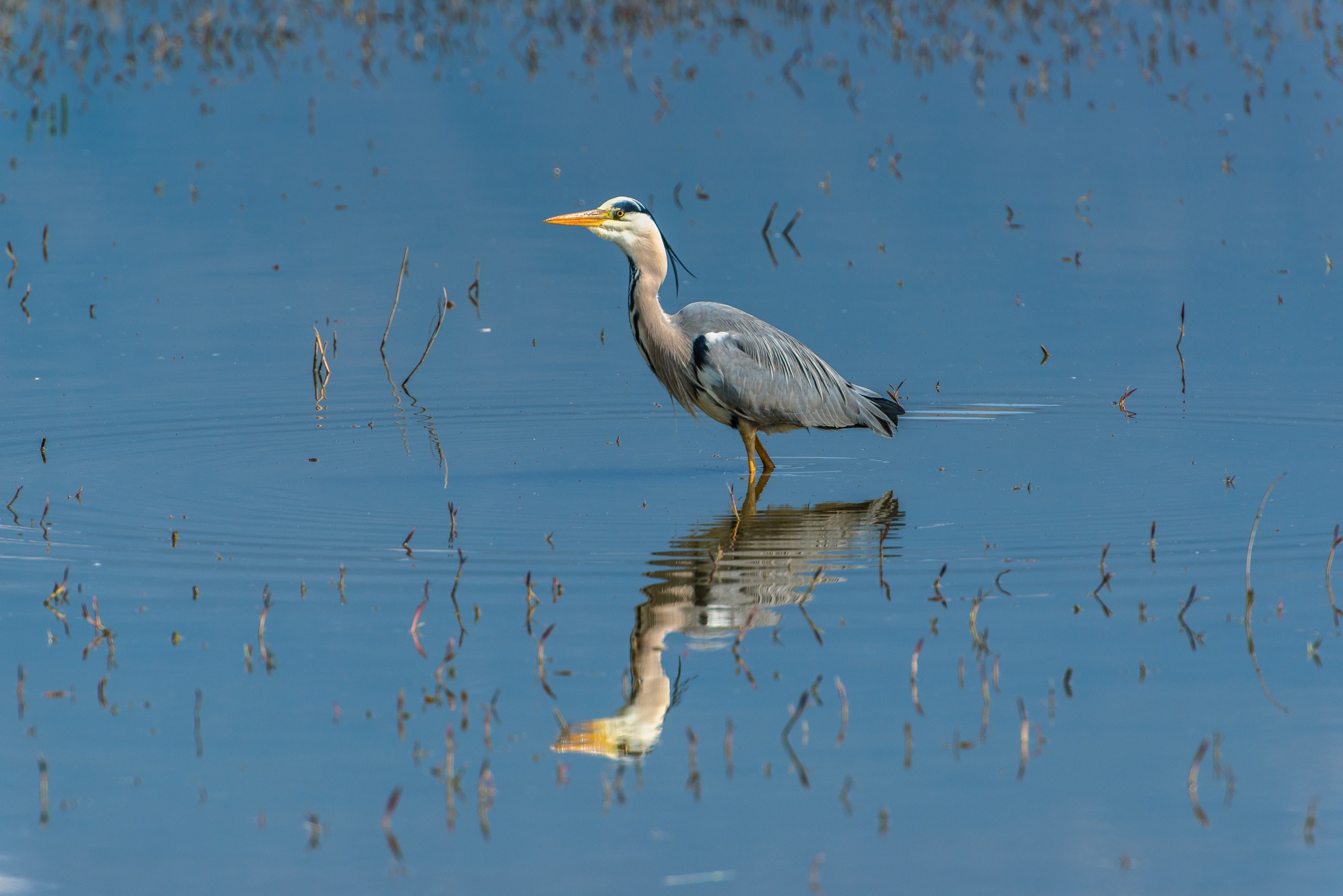 Great Blue Heron