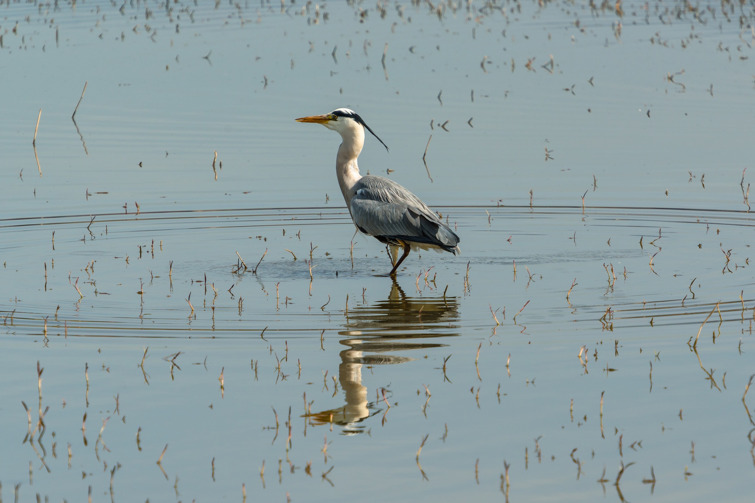 Great Blue Heron