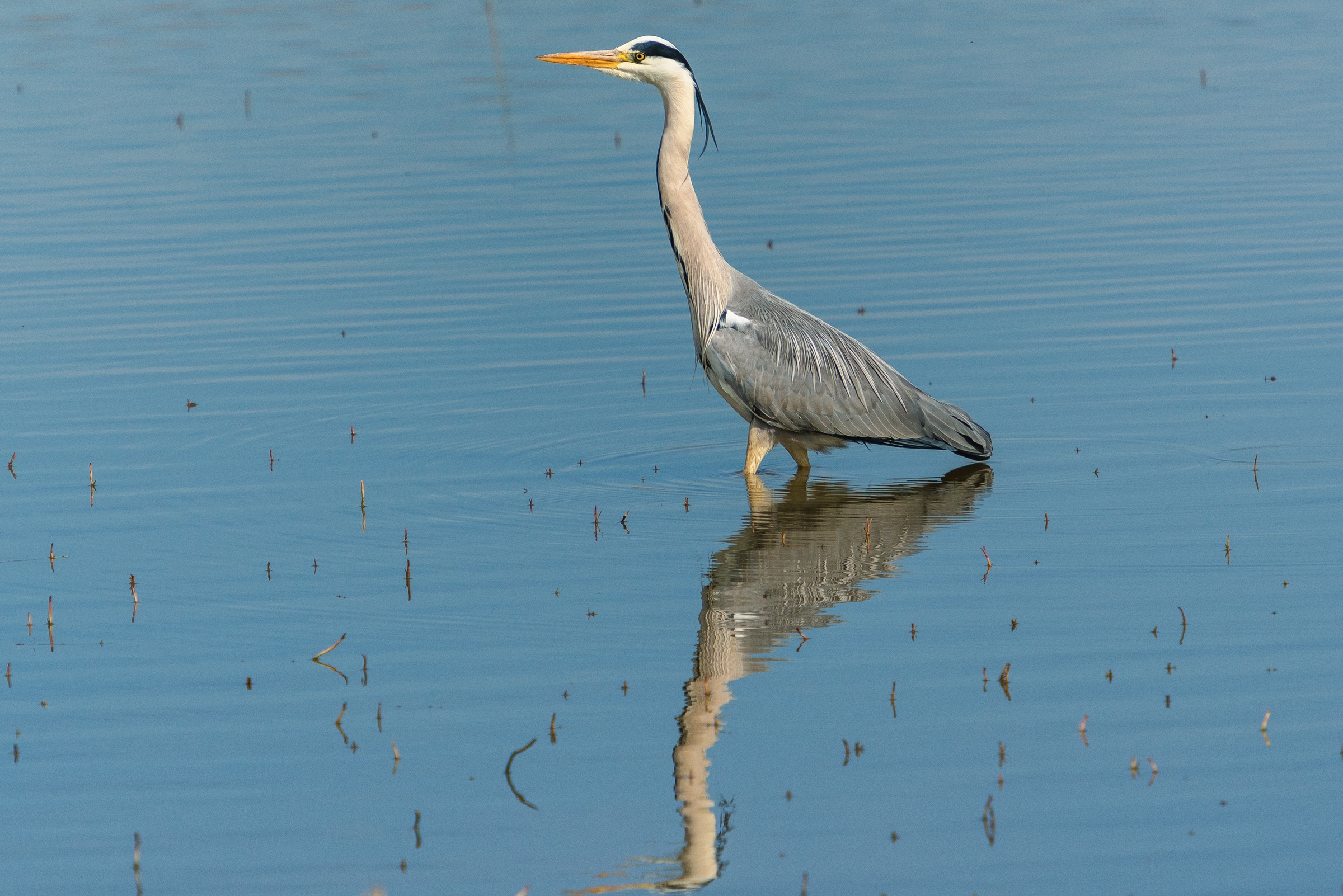 Great Blue Heron