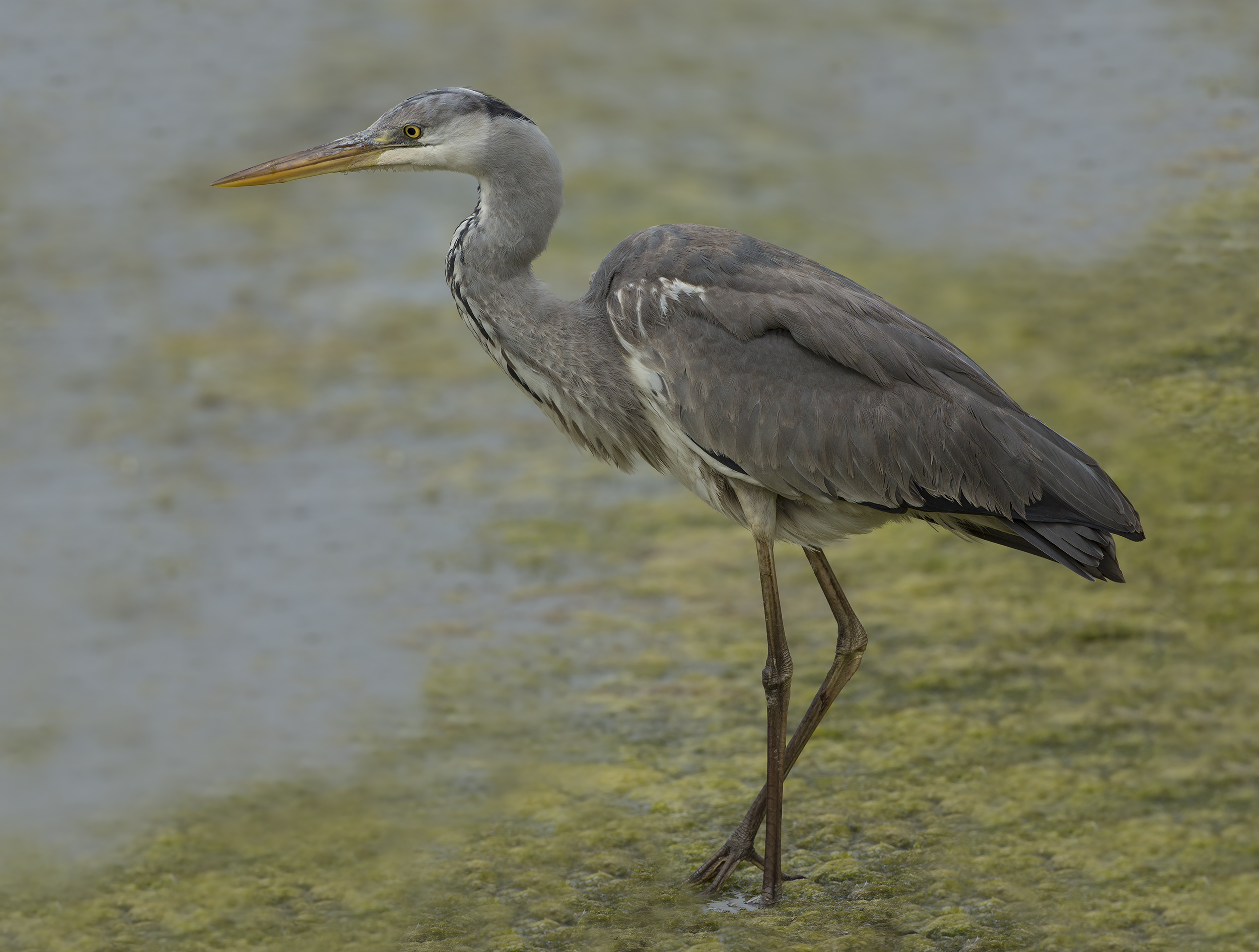 Airone finalmente elaborato come si deve ( da Iosto )