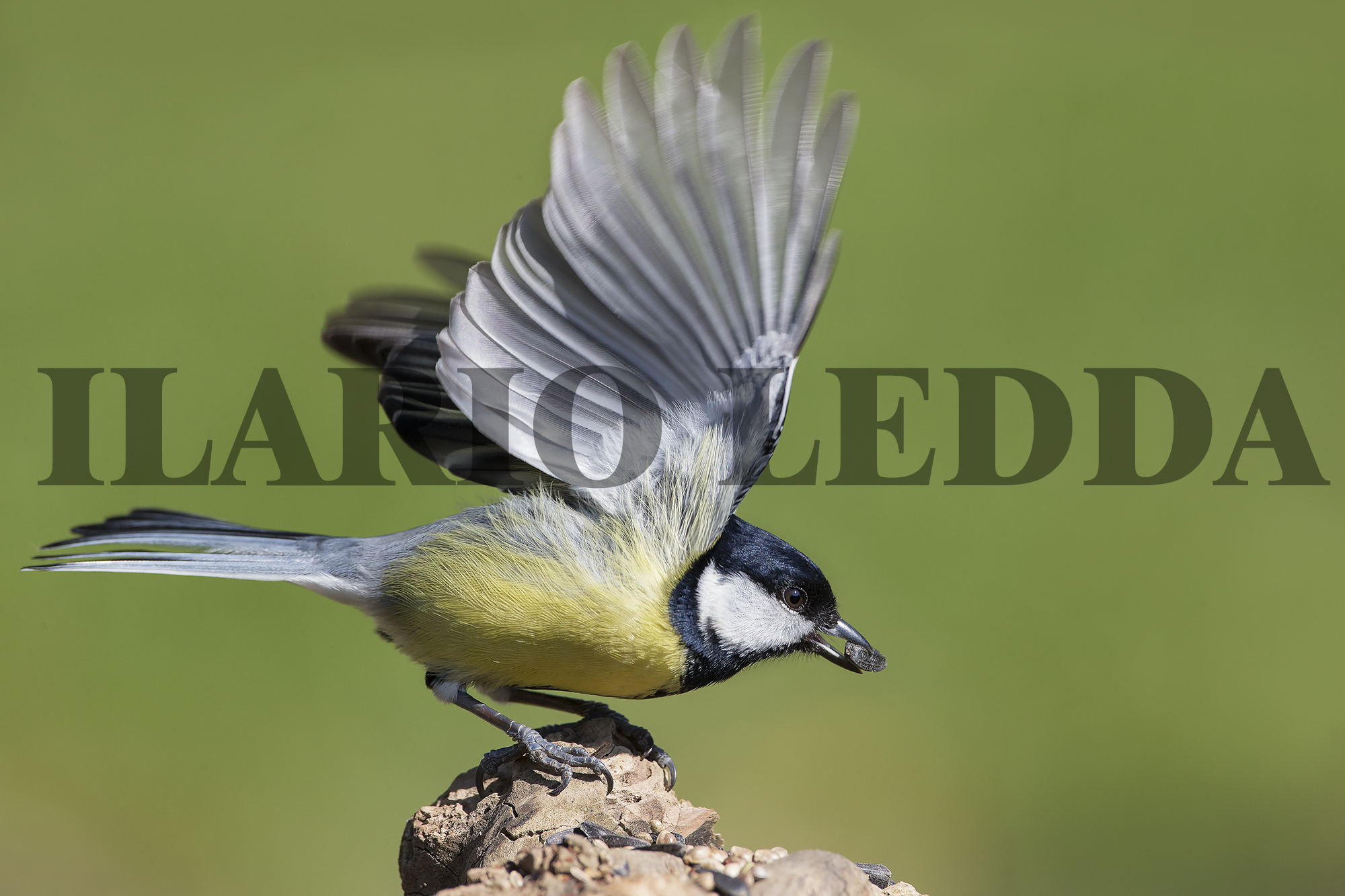 Incastrata nel fotogramma... ( No Crop )