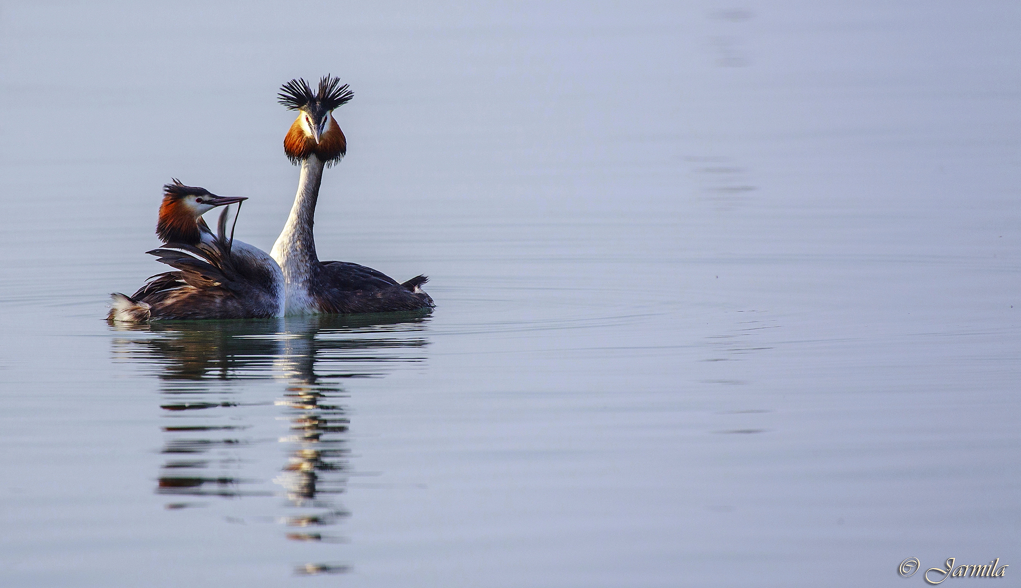 Danza di corteggiamento degli svassi  maggiori