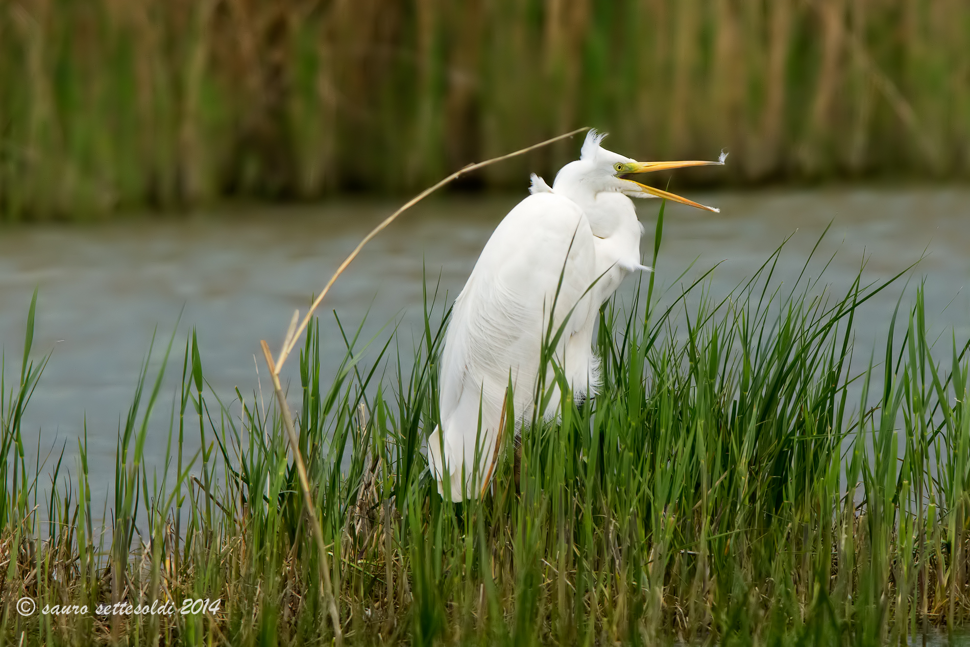 non se ne  vuole andare