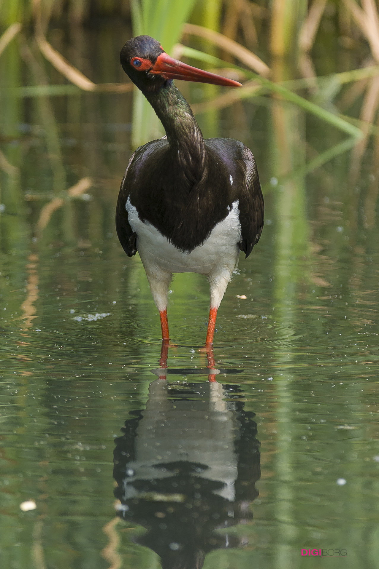Black Stork - Oasi of St. Alessio