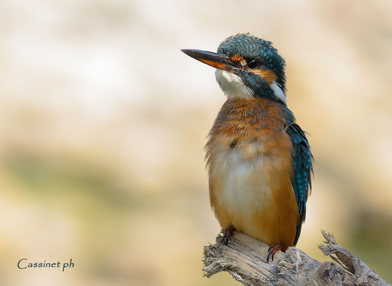 aspettando il sereno